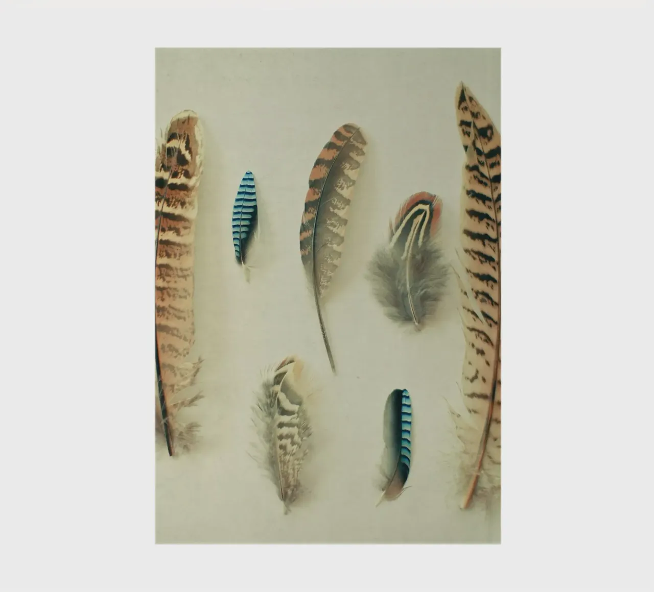 The Feather Collection notebook by Cassia Beck Photography