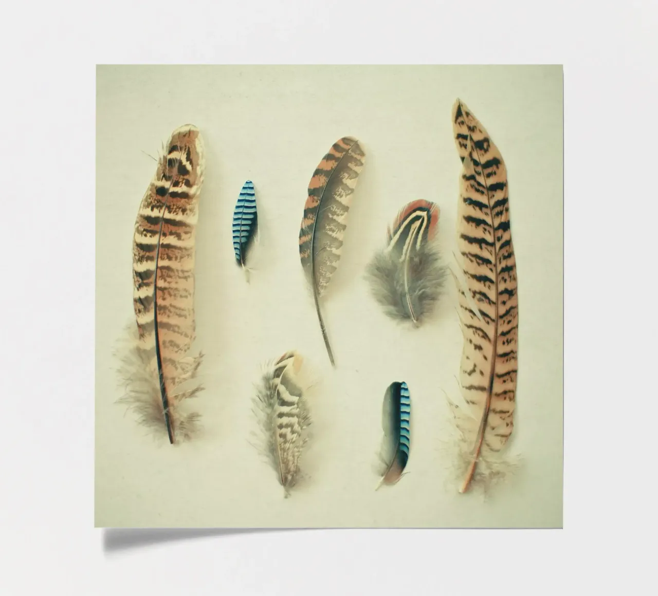 The Feather Collection sticker sheet by Cassia Beck Photography