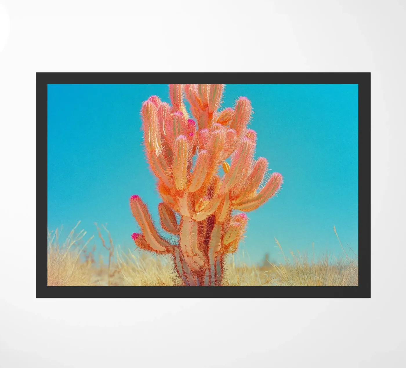 71 zerbino da Pink California | Affiches & Posters