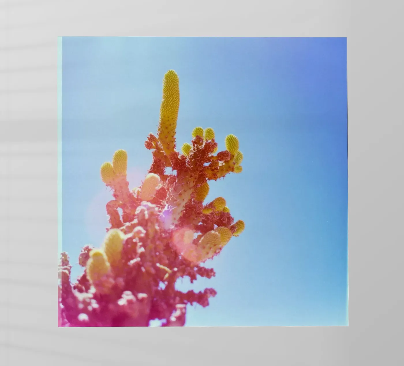 75 backlit folie van Pink California | Affiches & Posters