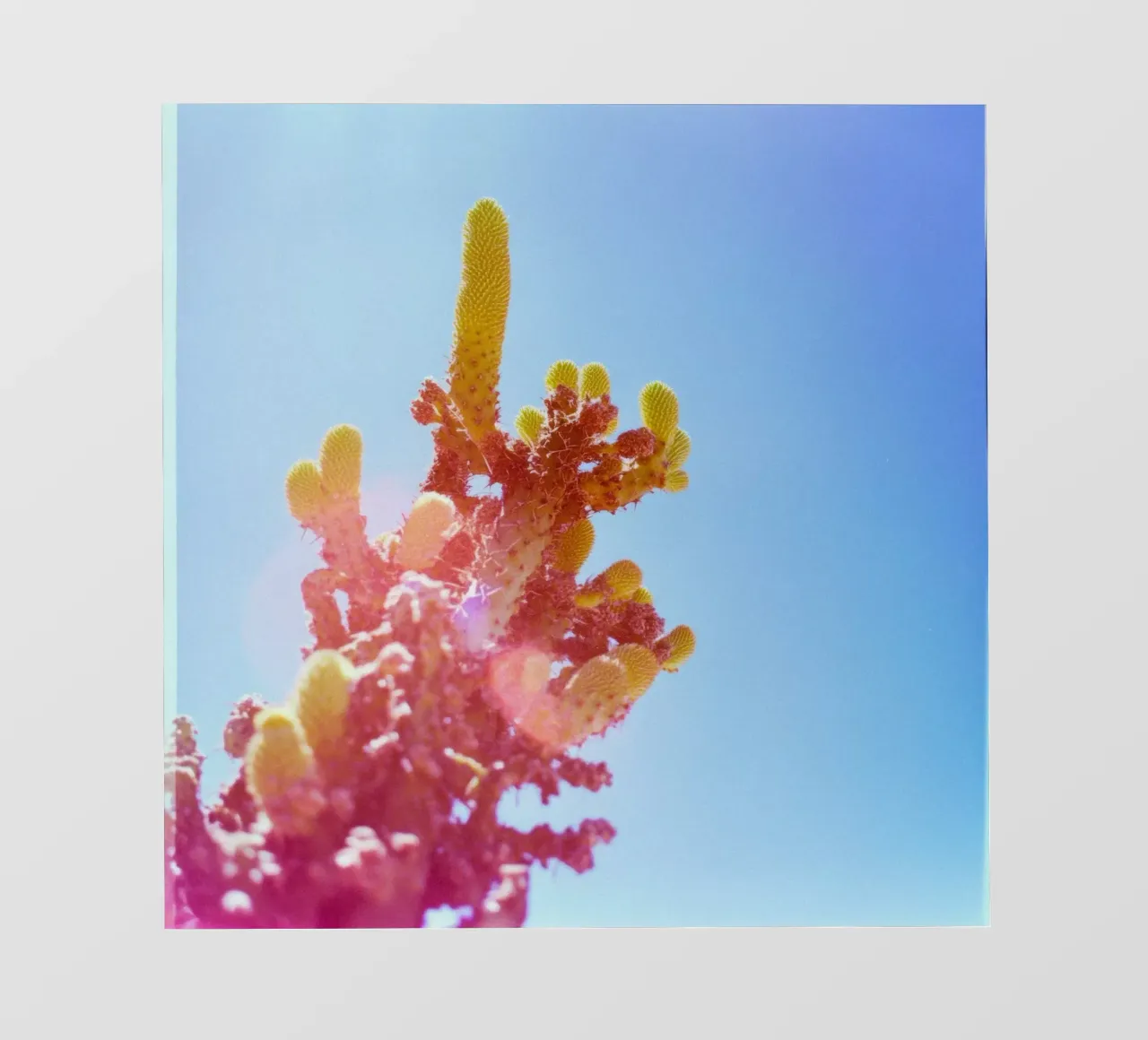 75 fotobehang van Pink California | Affiches & Posters