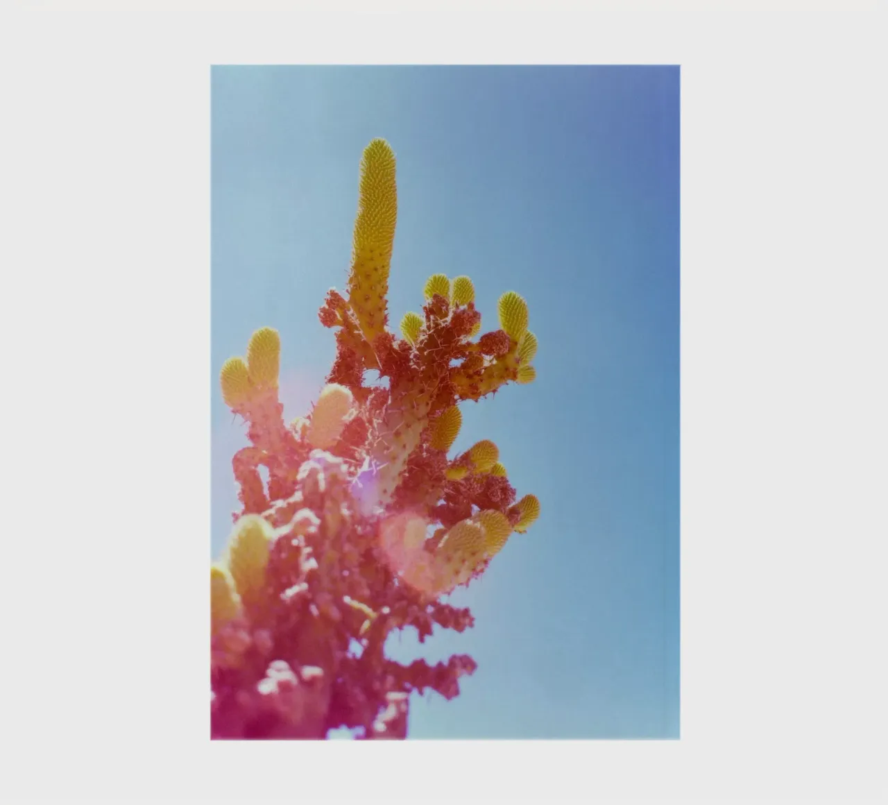75 diario da Pink California | Affiches & Posters