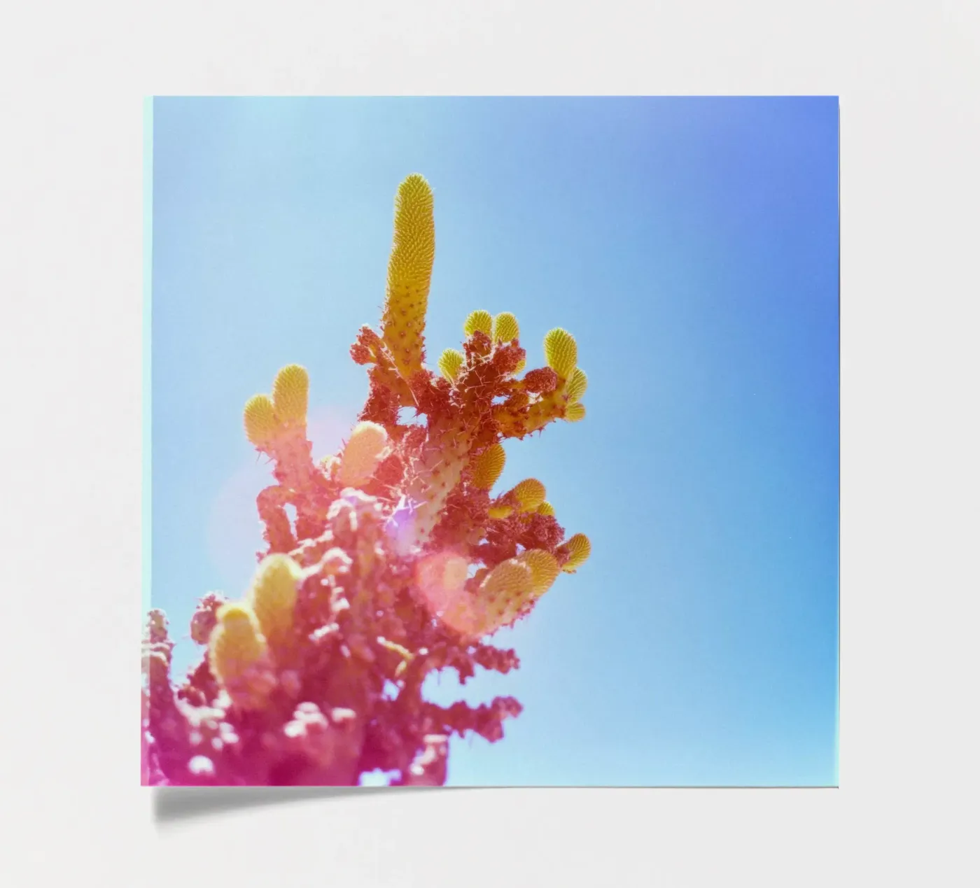 75 stickervel van Pink California | Affiches & Posters