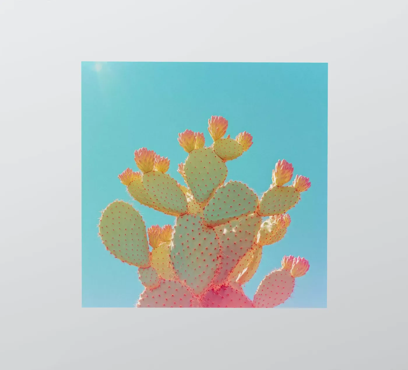 76 sticker van Pink California | Affiches & Posters