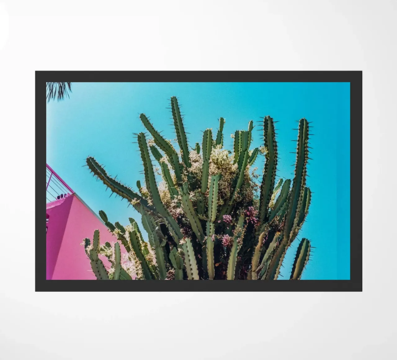 78 zerbino da Pink California | Affiches & Posters