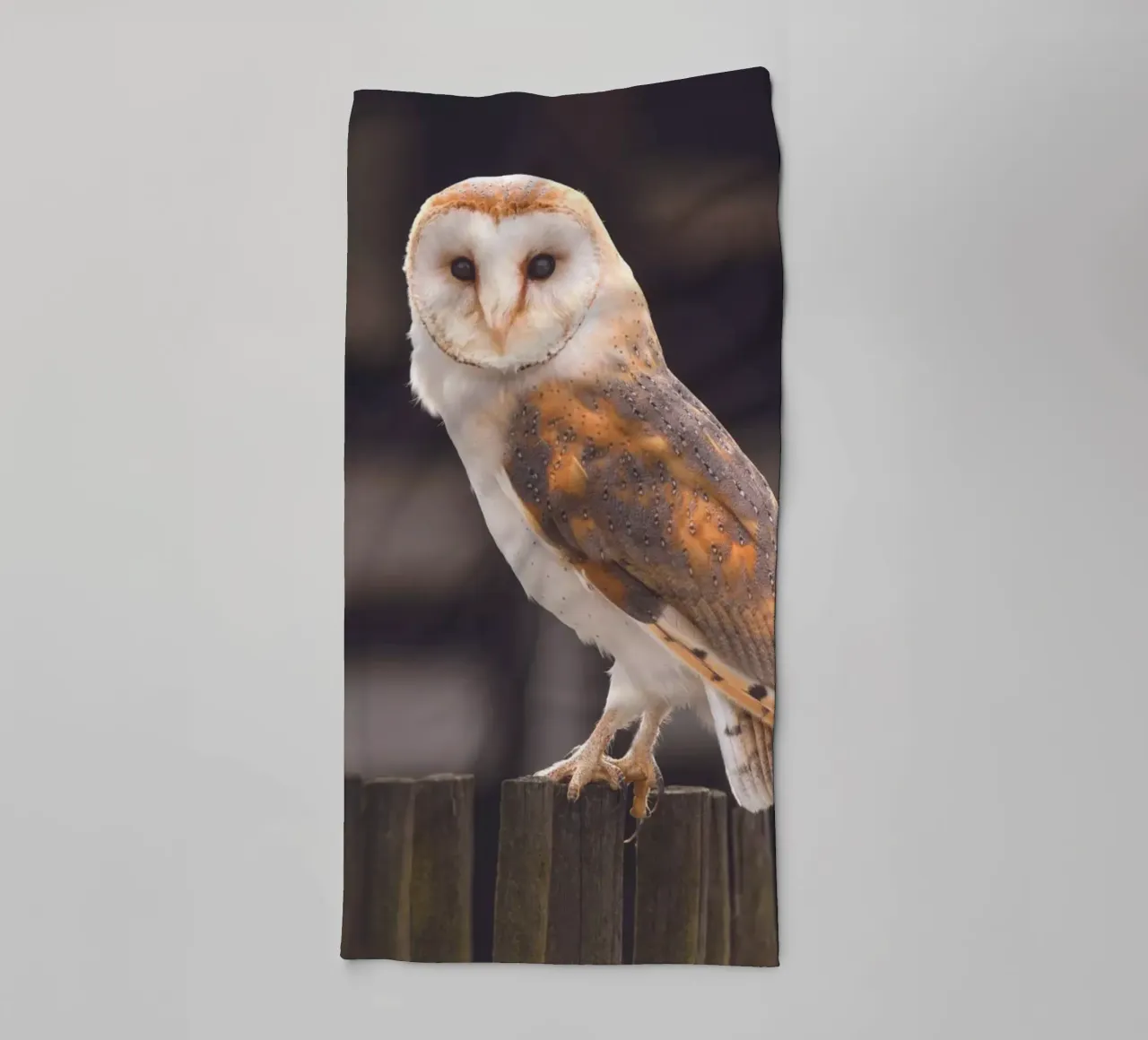 Schleiereule Handtuch von Dave Hare Photography