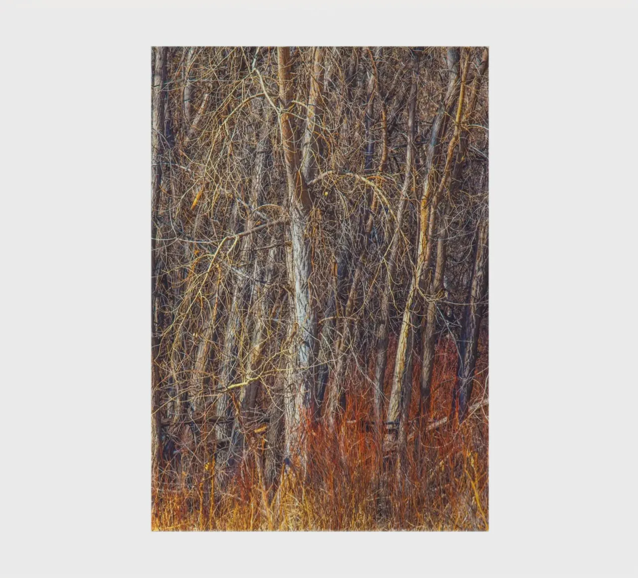 Denver Trees notebook by Dave Hare Photography