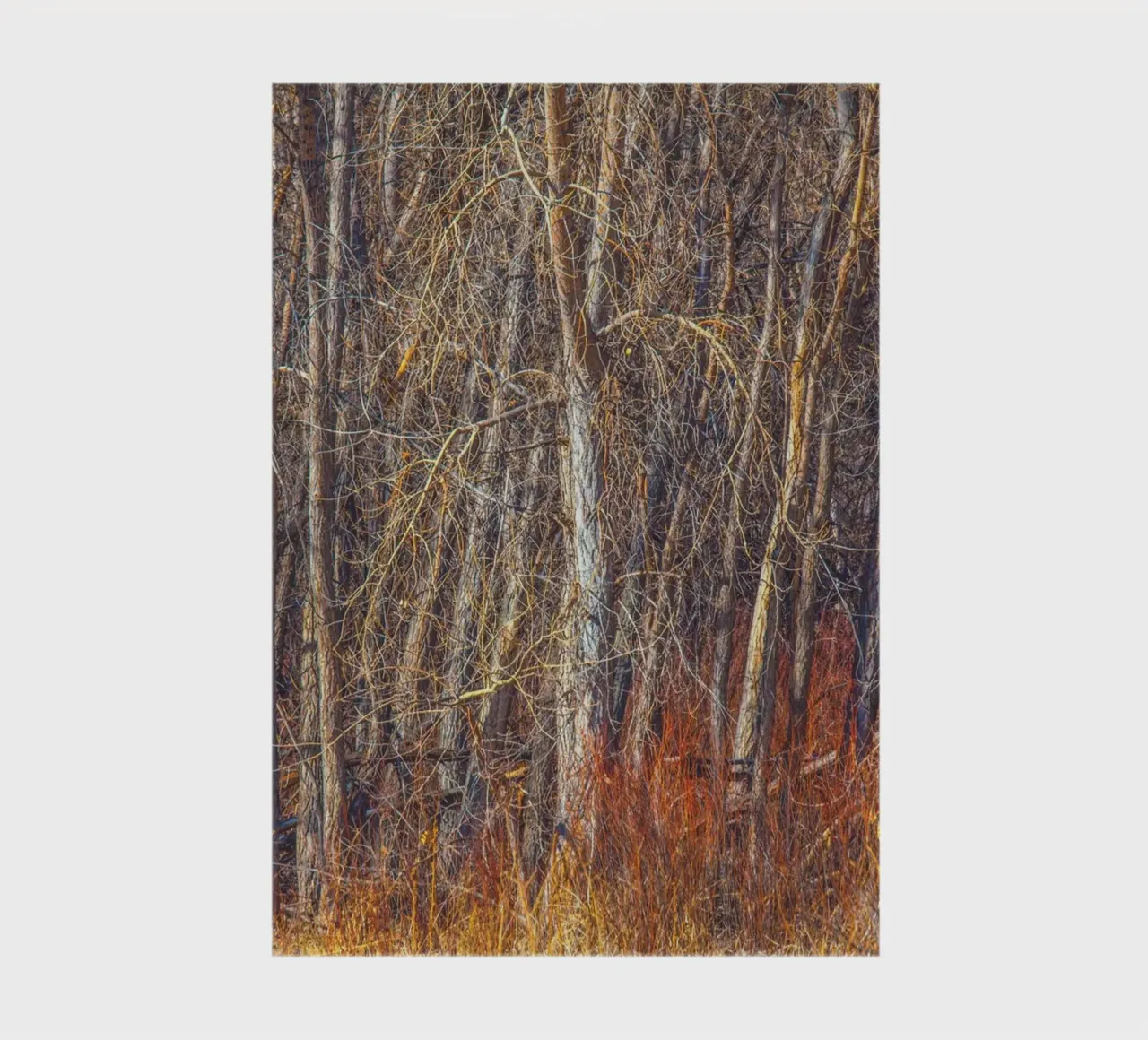 Denver Trees notebook by Dave Hare Photography