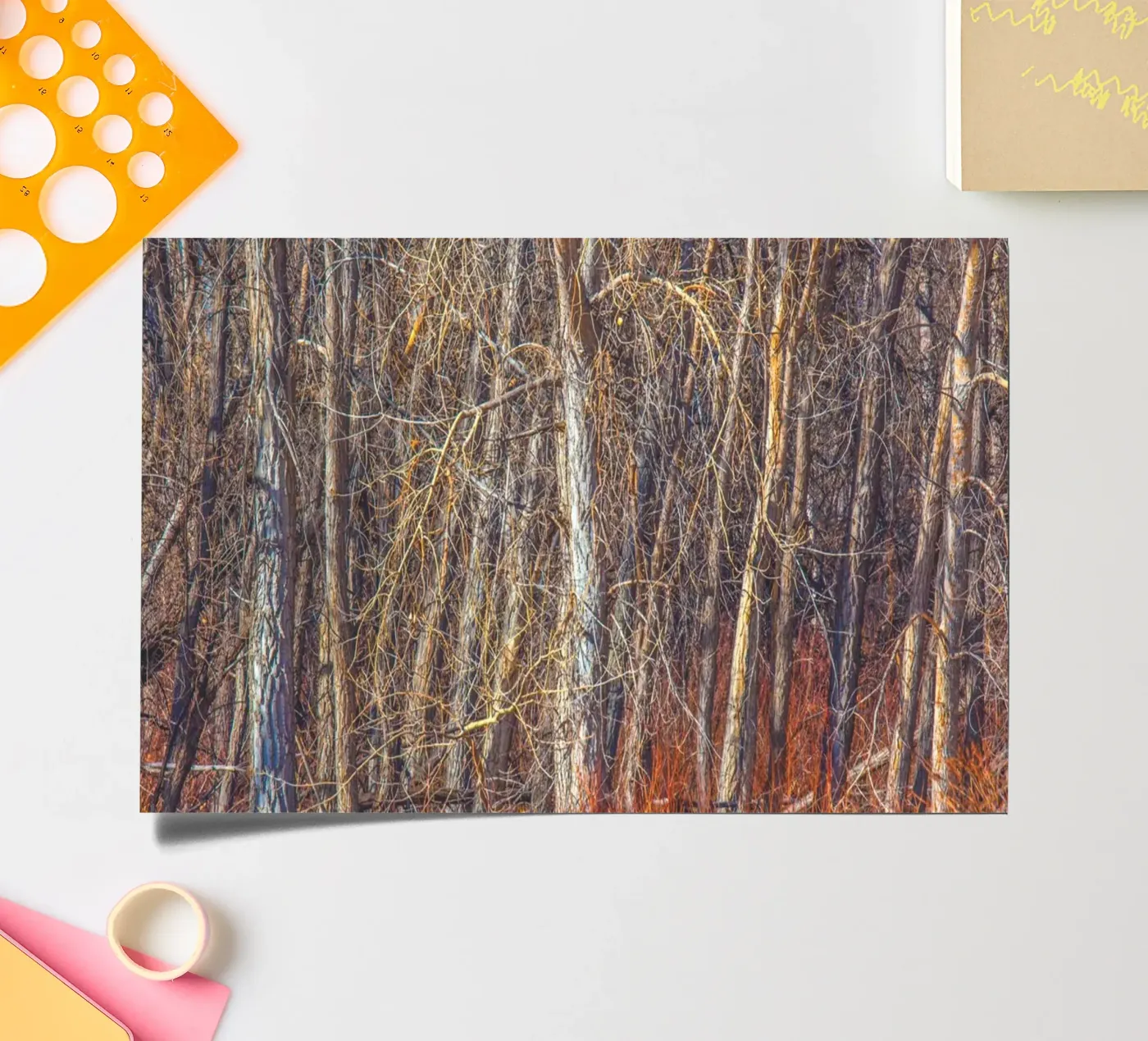 Denver Trees sticker sheet by Dave Hare Photography