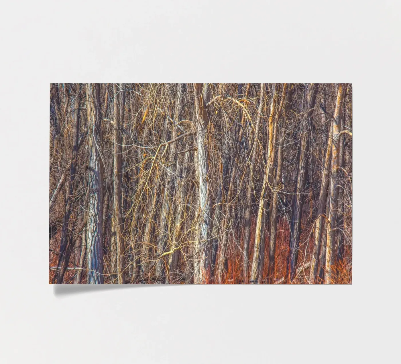 Denver Trees sticker sheet by Dave Hare Photography