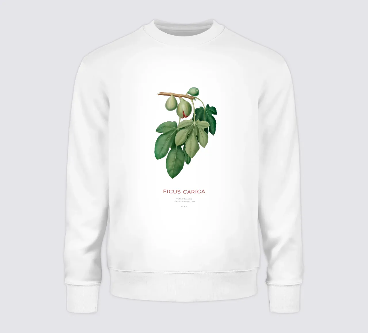 Ficus Carica o Fico felpa da Vintagrafica