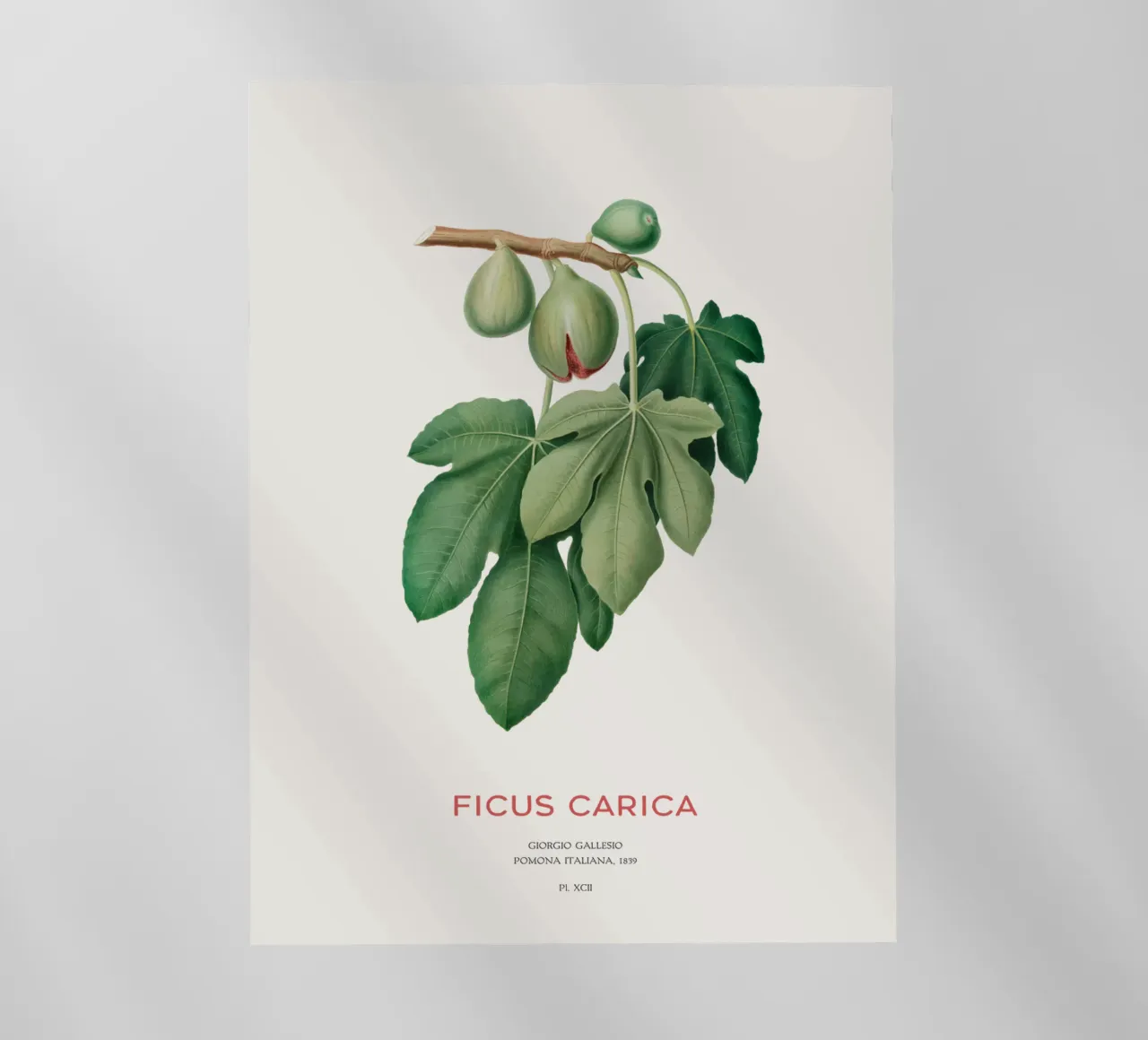 Ficus Carica o Fico pellicola backlit da Vintagrafica
