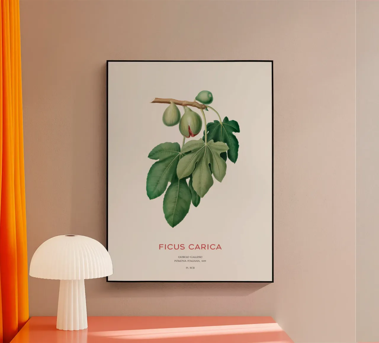 Ficus Carica o Fico plexiglass da Vintagrafica