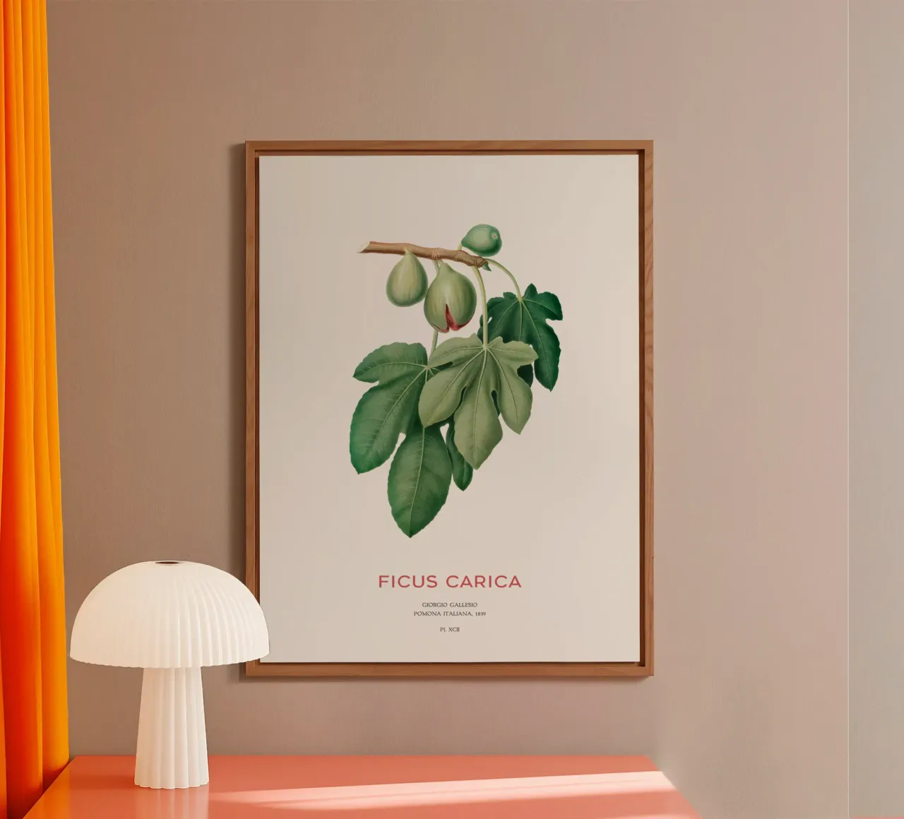 Ficus Carica o Fico alluminio dibond da Vintagrafica