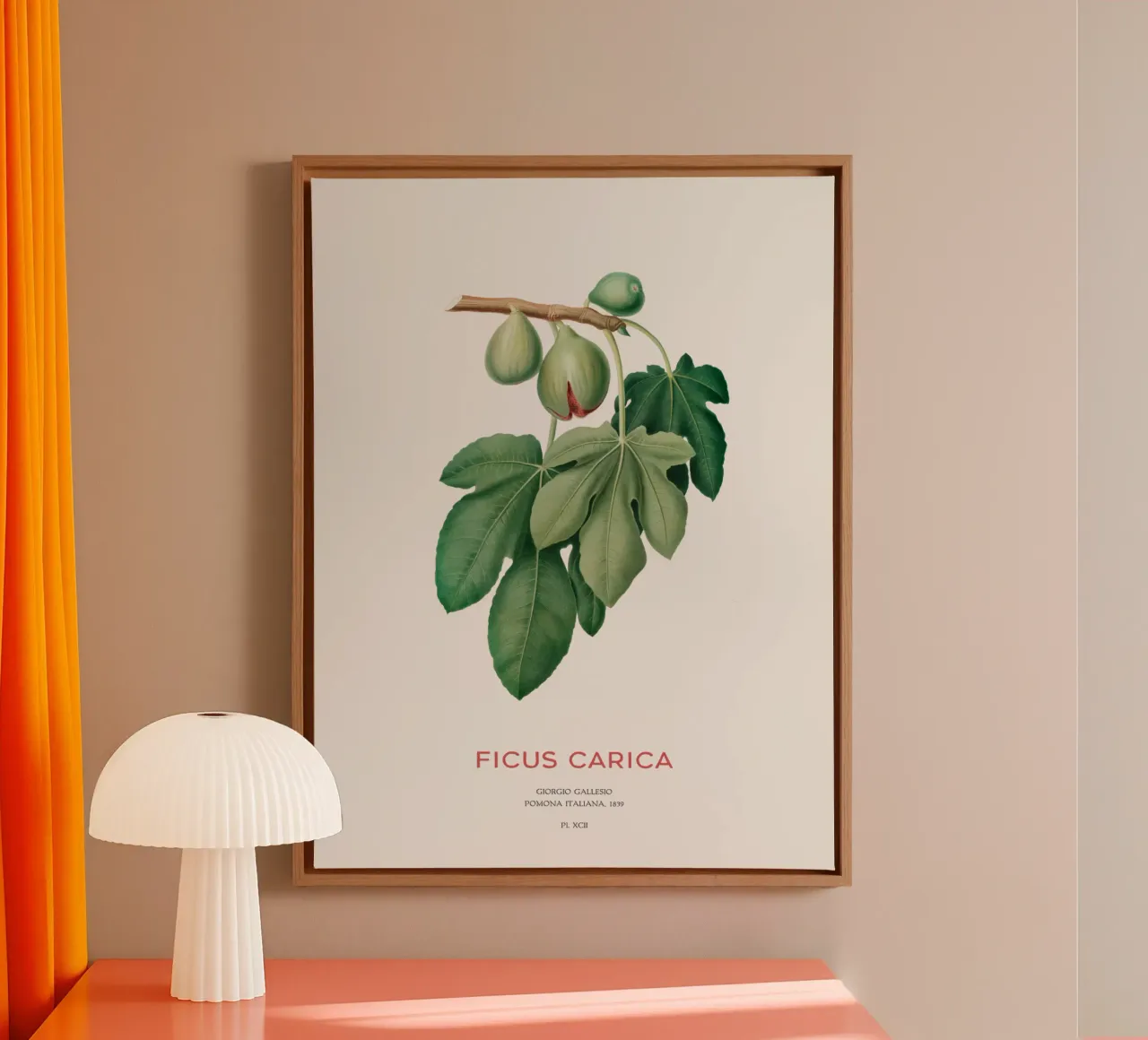 Ficus Carica of vijg canvas met Baklijst van Vintagrafica