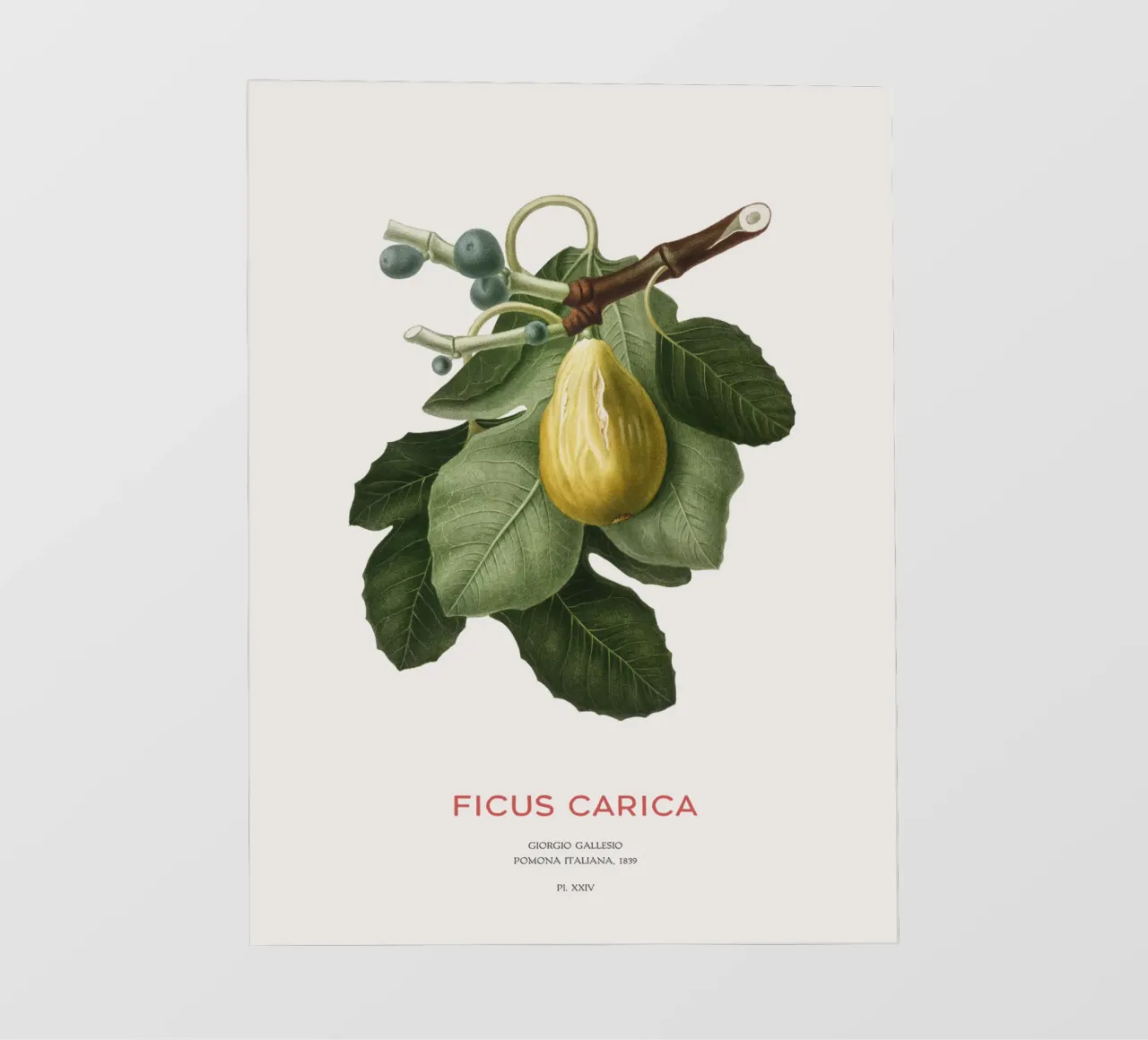 Fico o Ficus Carica pellicola backlit da Vintagrafica
