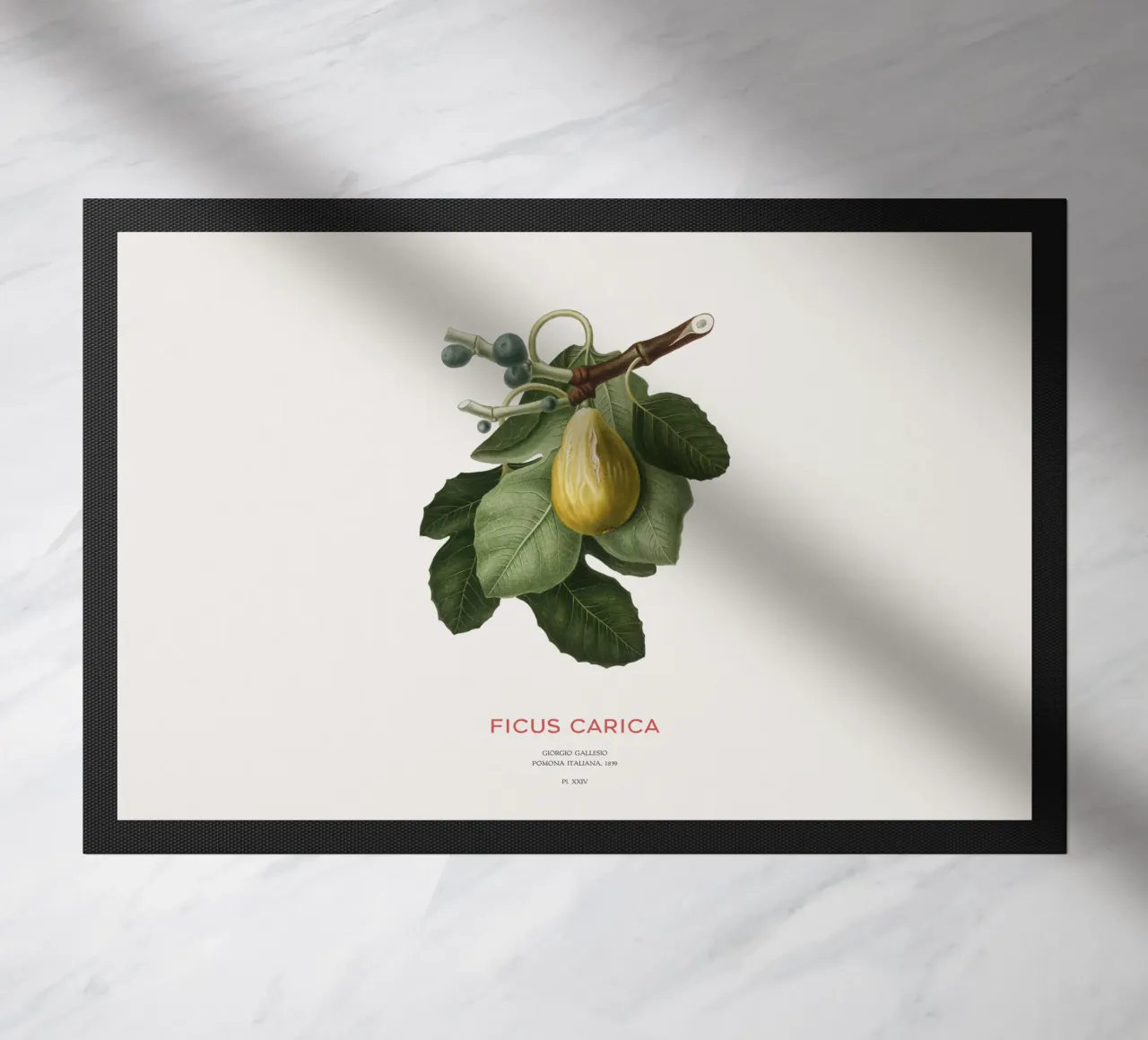 Fico o Ficus Carica zerbino da Vintagrafica
