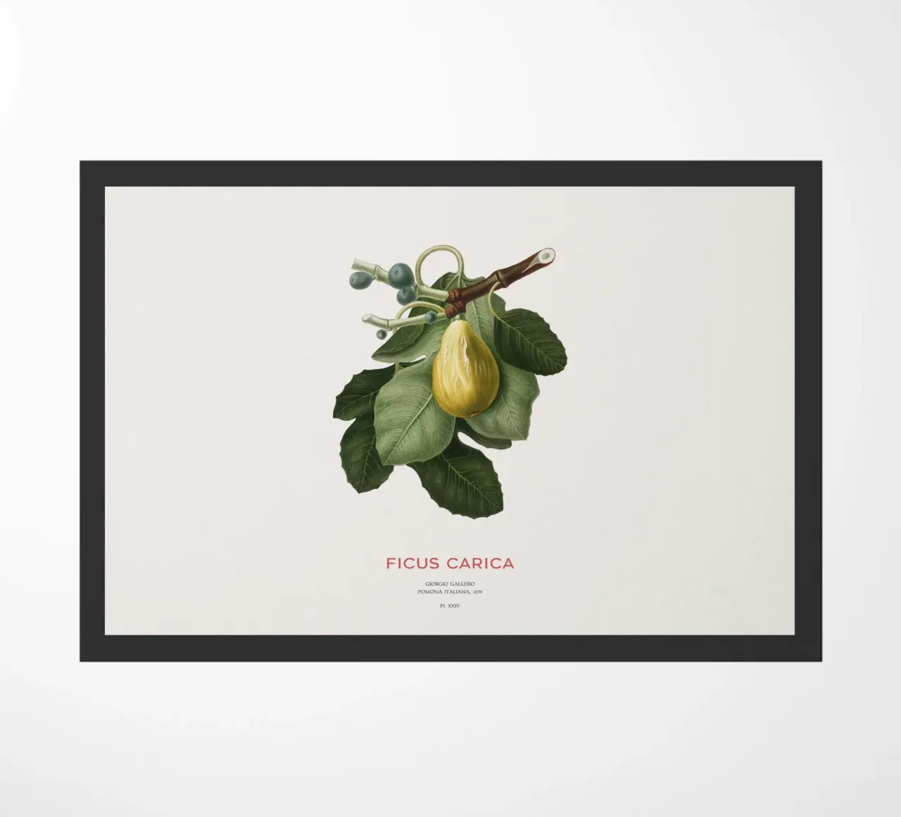 Fico o Ficus Carica zerbino da Vintagrafica