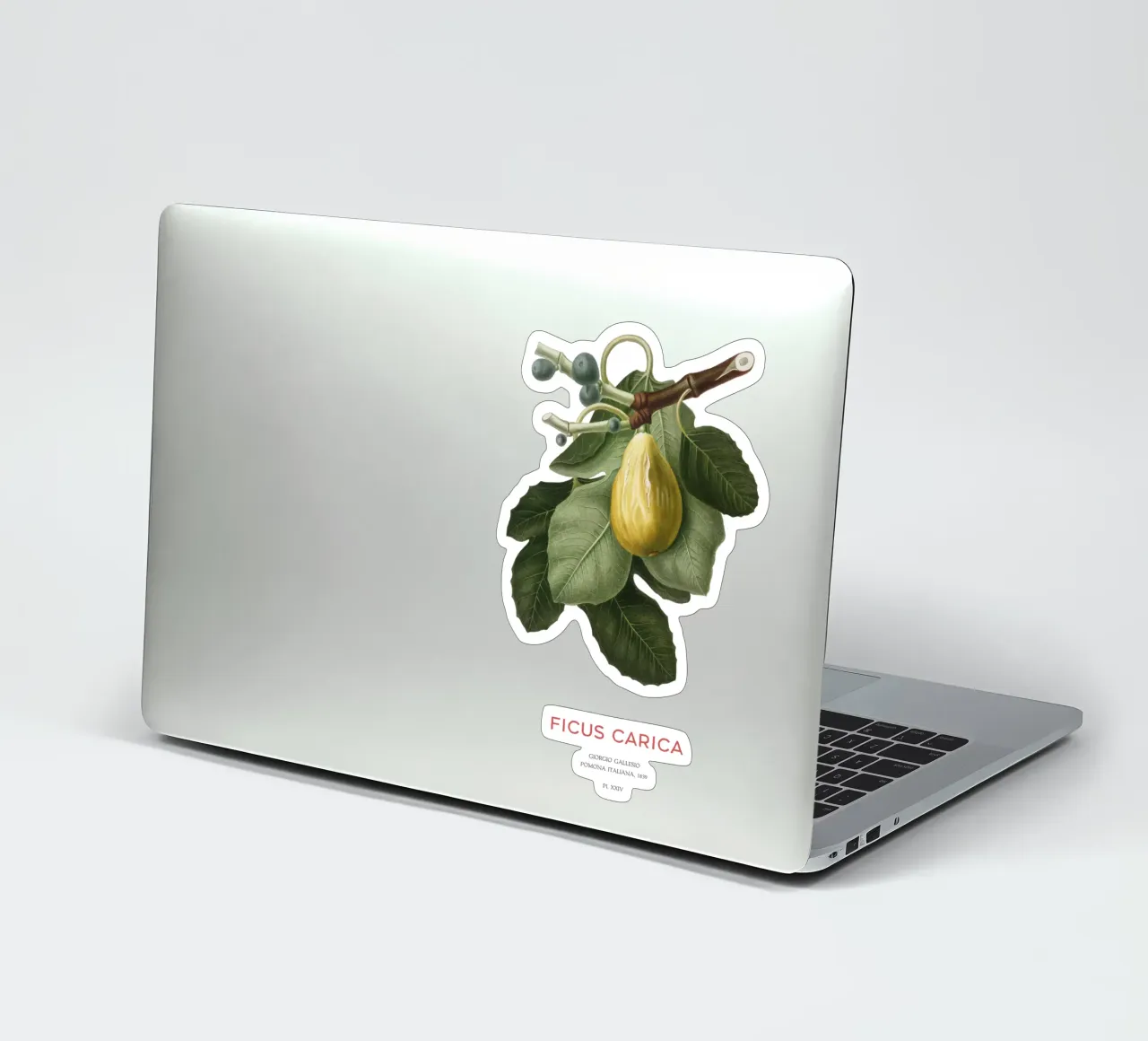 Feige oder Ficus Carica Sticker von Vintagrafica