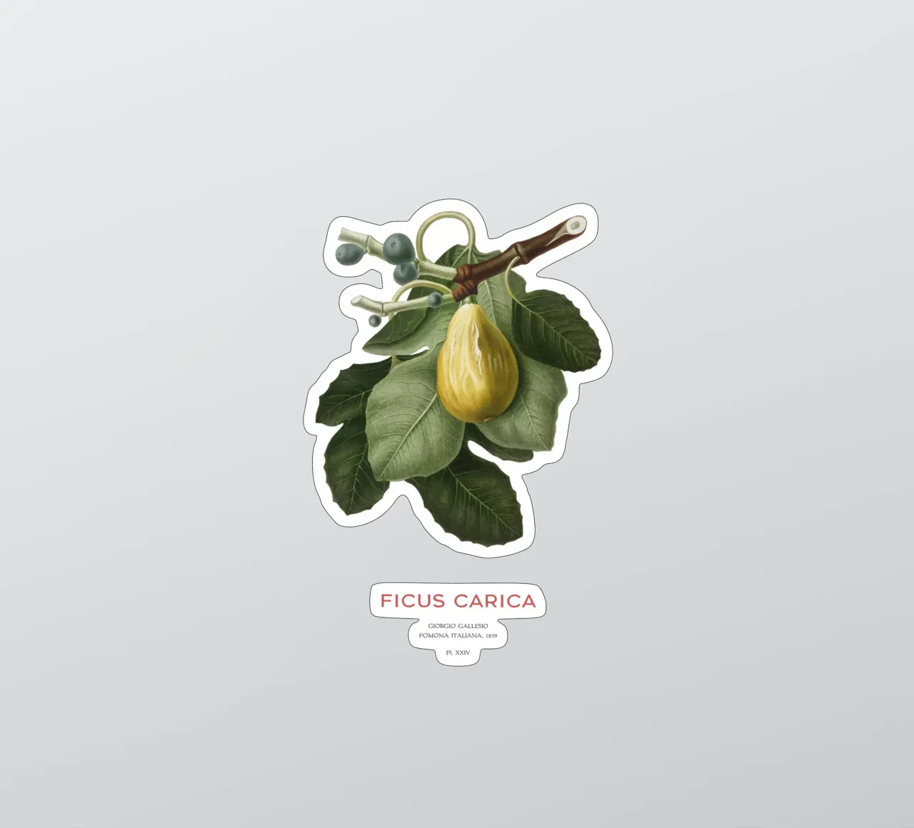 Feige oder Ficus Carica Sticker von Vintagrafica