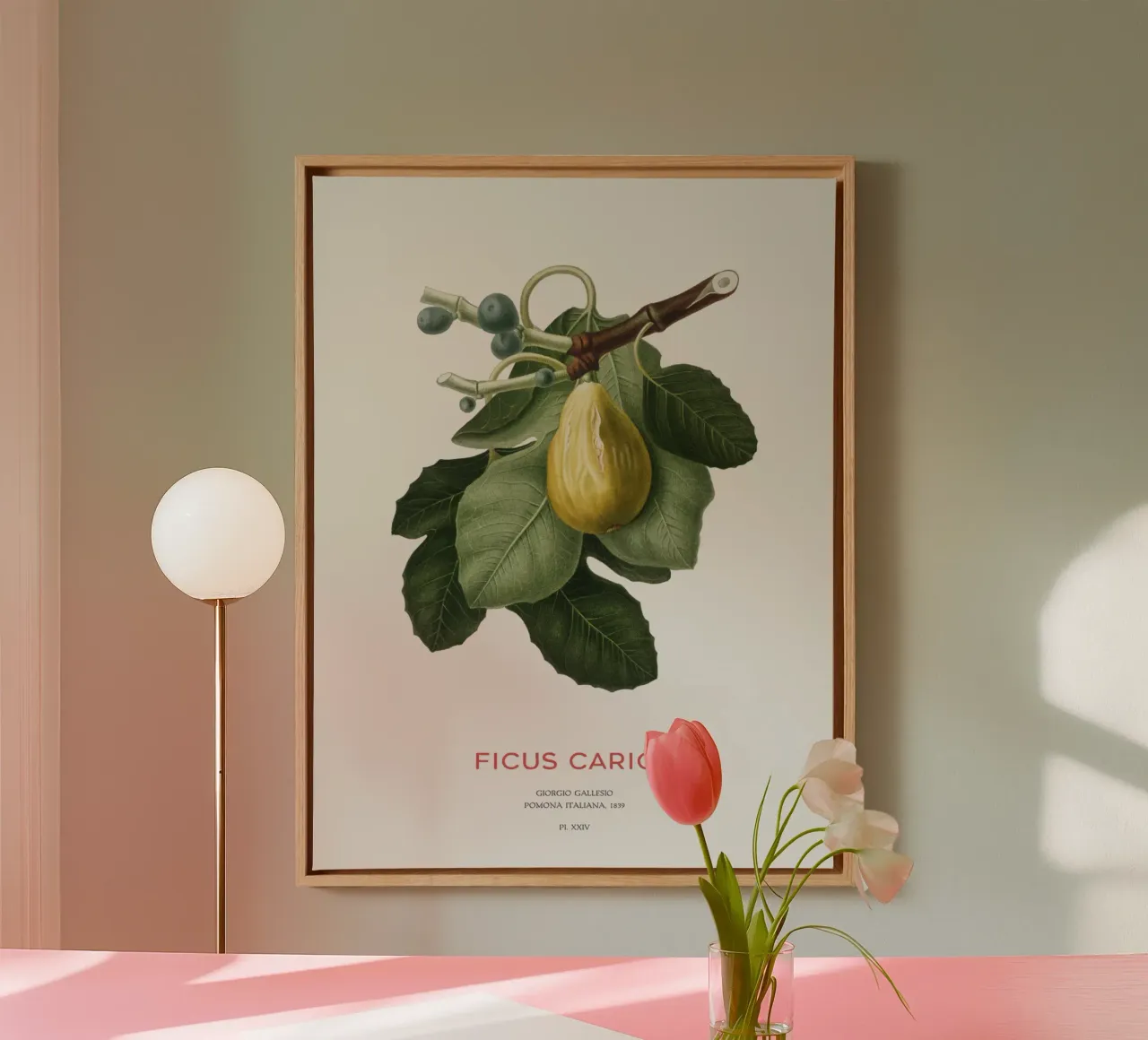 Feige oder Ficus Carica Leinwand von Vintagrafica