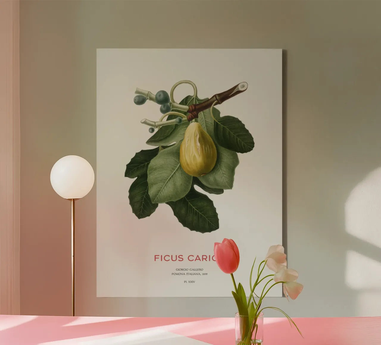 Feige oder Ficus Carica Leinwand von Vintagrafica