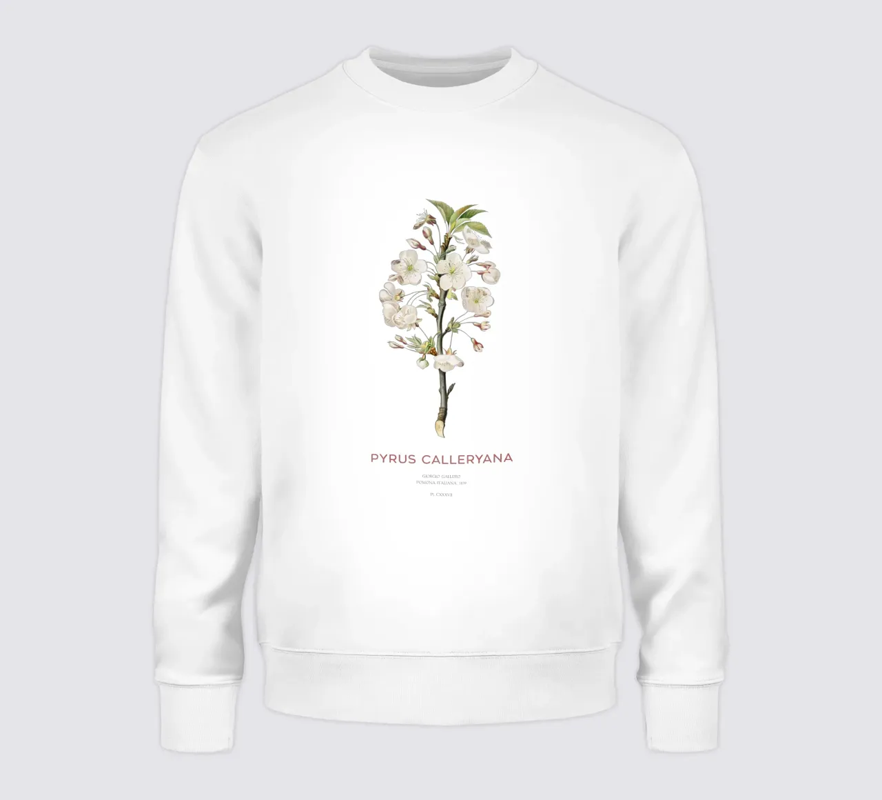 Pero ciliegia o Pyrus calleryana felpa da Vintagrafica