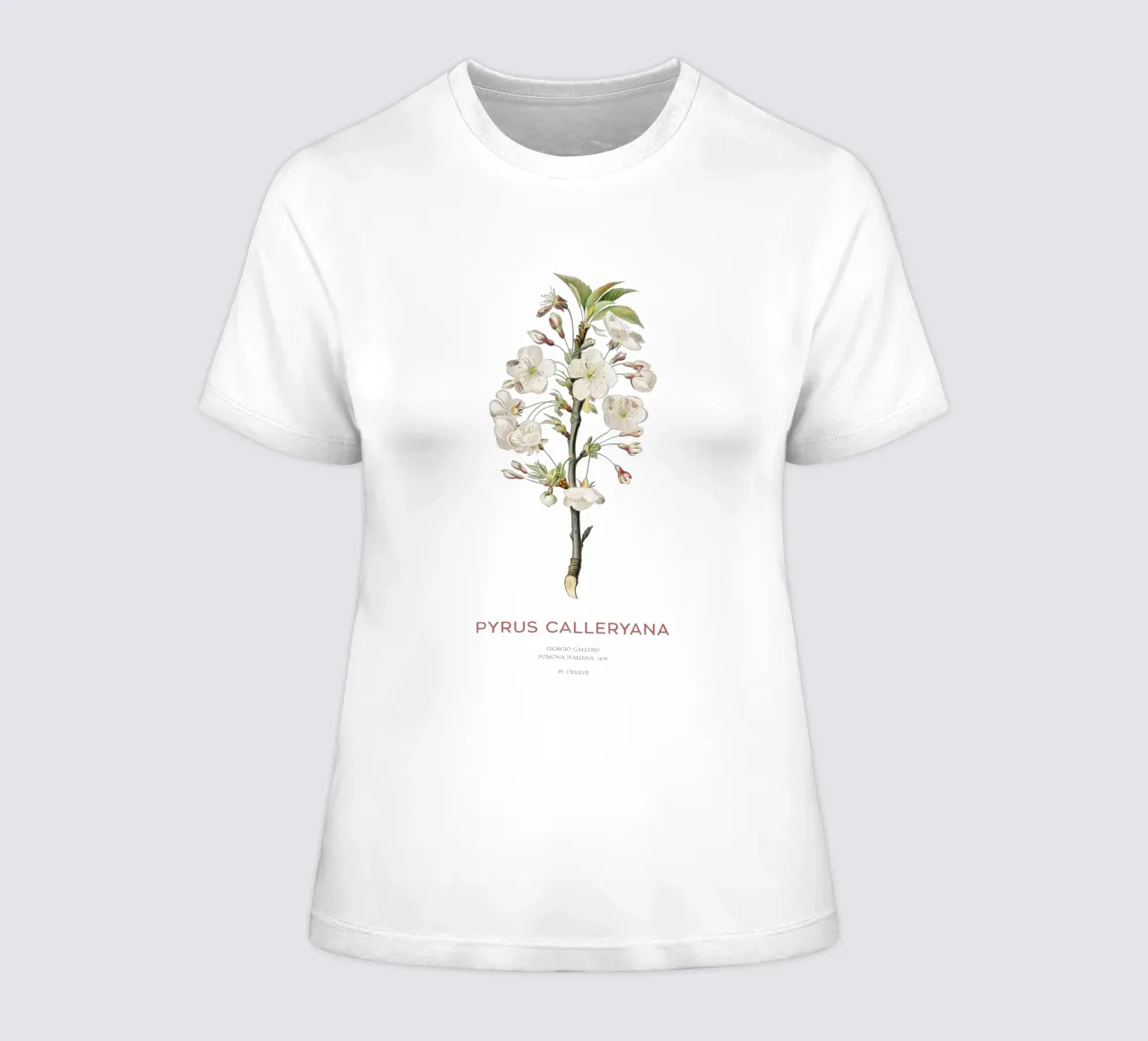 Callery pear or Pyrus calleryana women's fitted t-shirt by Vintagrafica