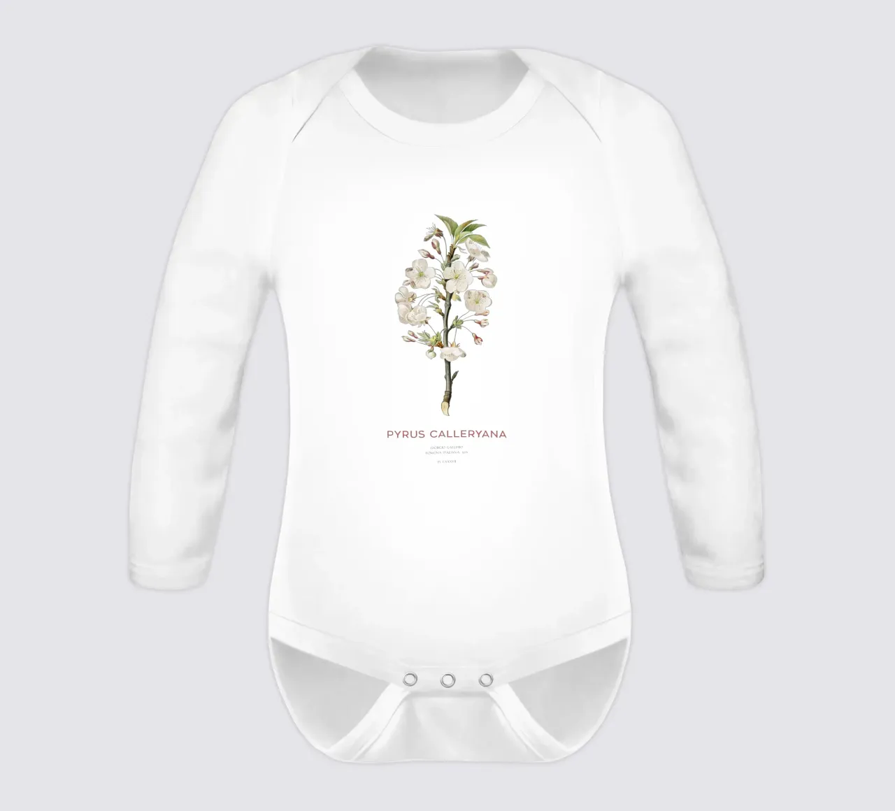 Pyrus callery ou Pyrus calleryana body manches longues de Vintagrafica