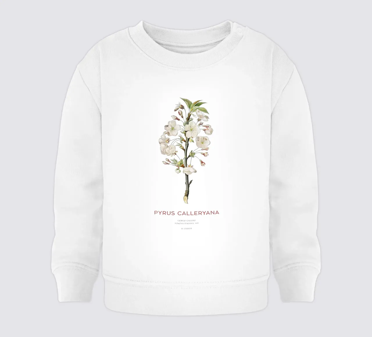 Pero ciliegia o Pyrus calleryana felpa neonato da Vintagrafica