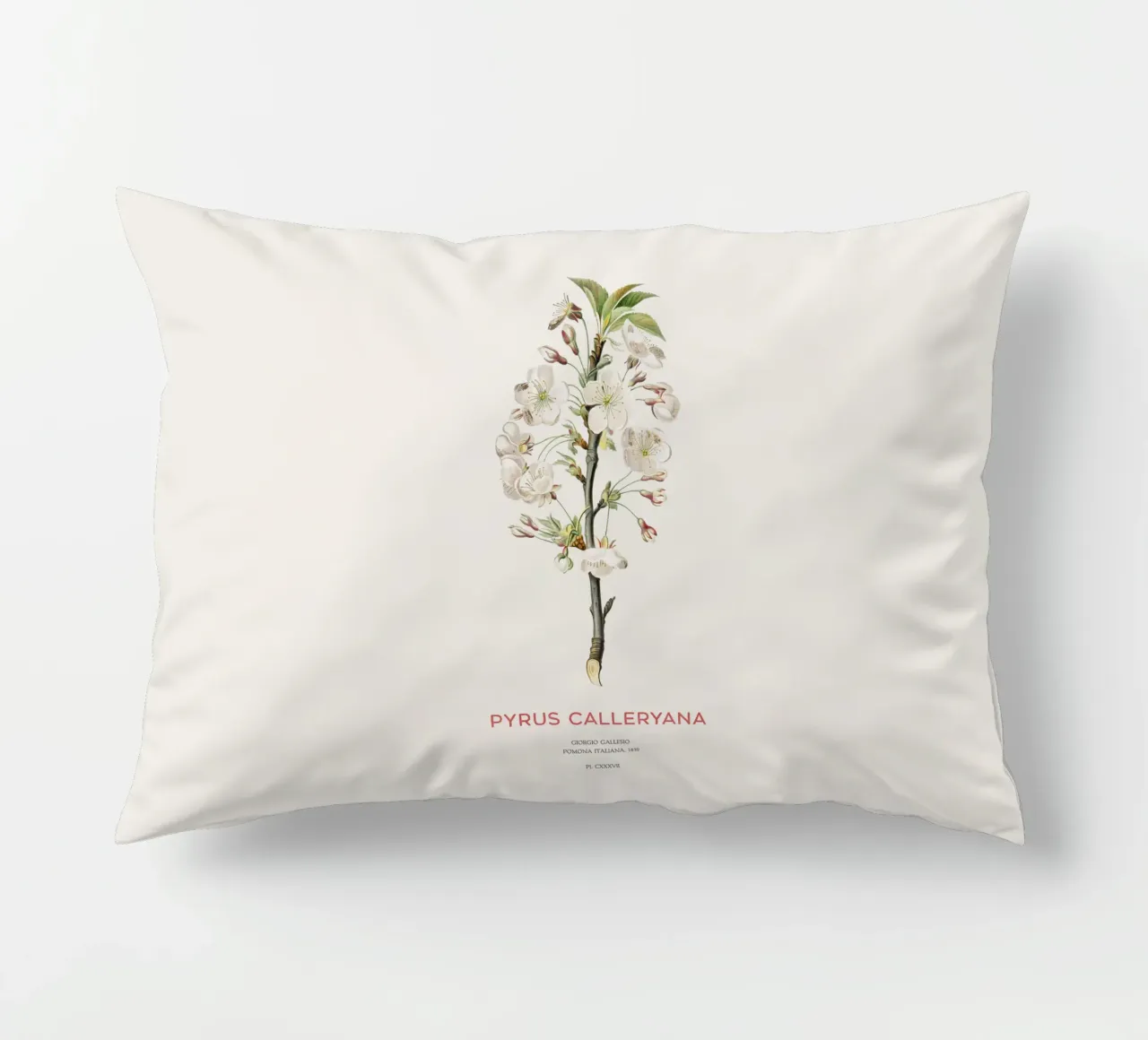 Callery pear or Pyrus calleryana decorative cushion by Vintagrafica