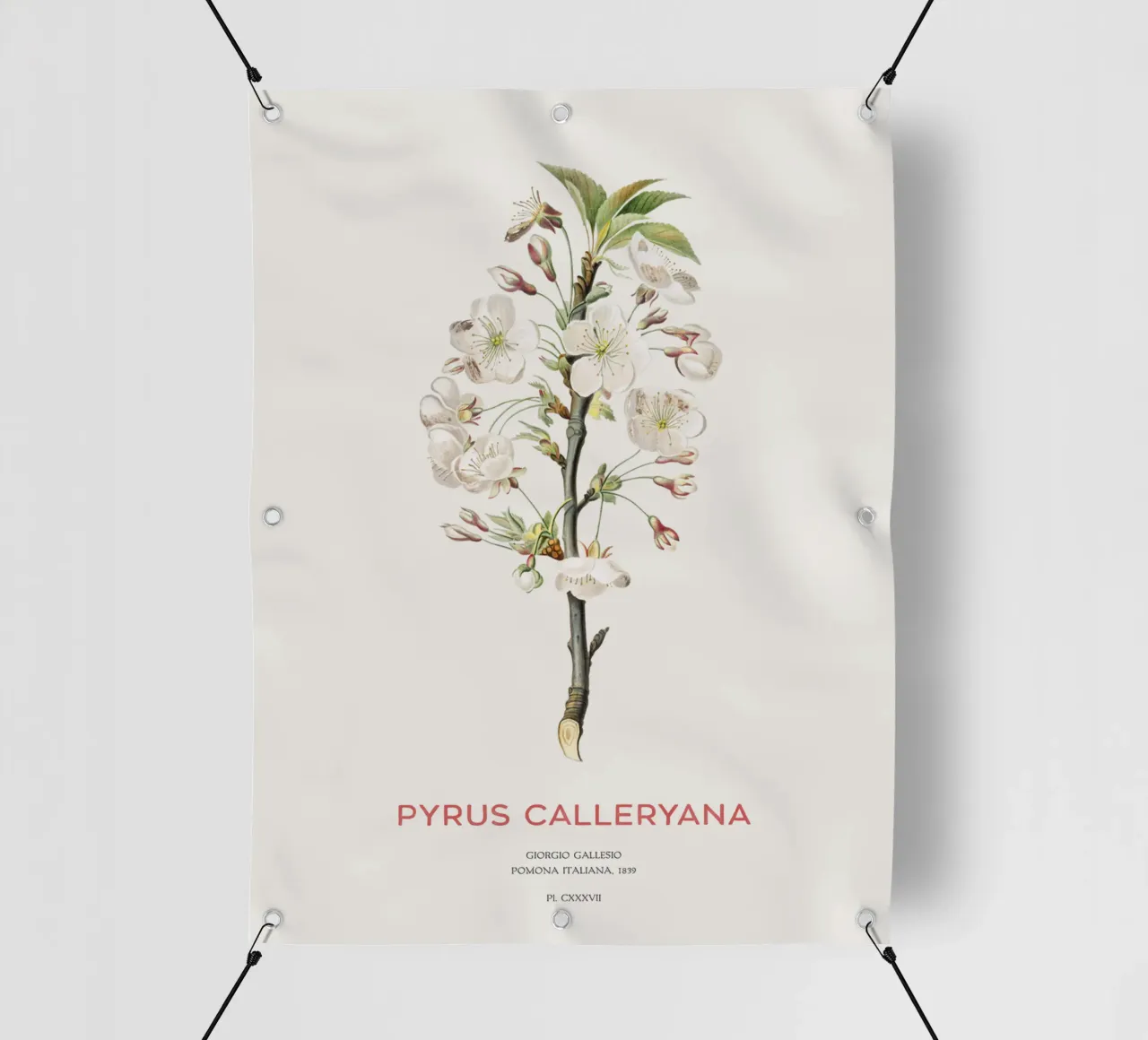 Pero ciliegia o Pyrus calleryana telo in pvc da Vintagrafica