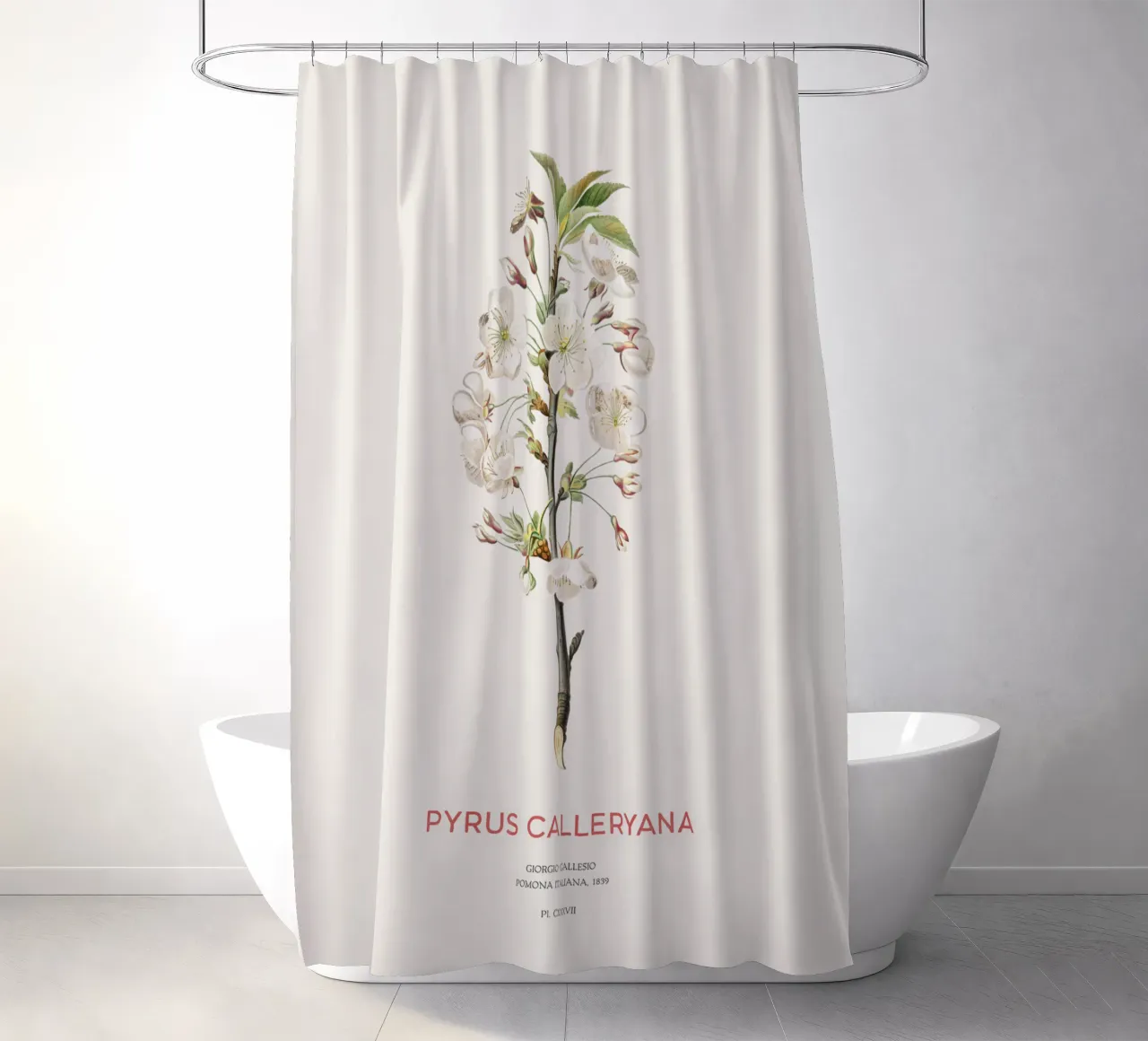 Felsenbirne oder Pyrus calleryana Duschvorhang von Vintagrafica