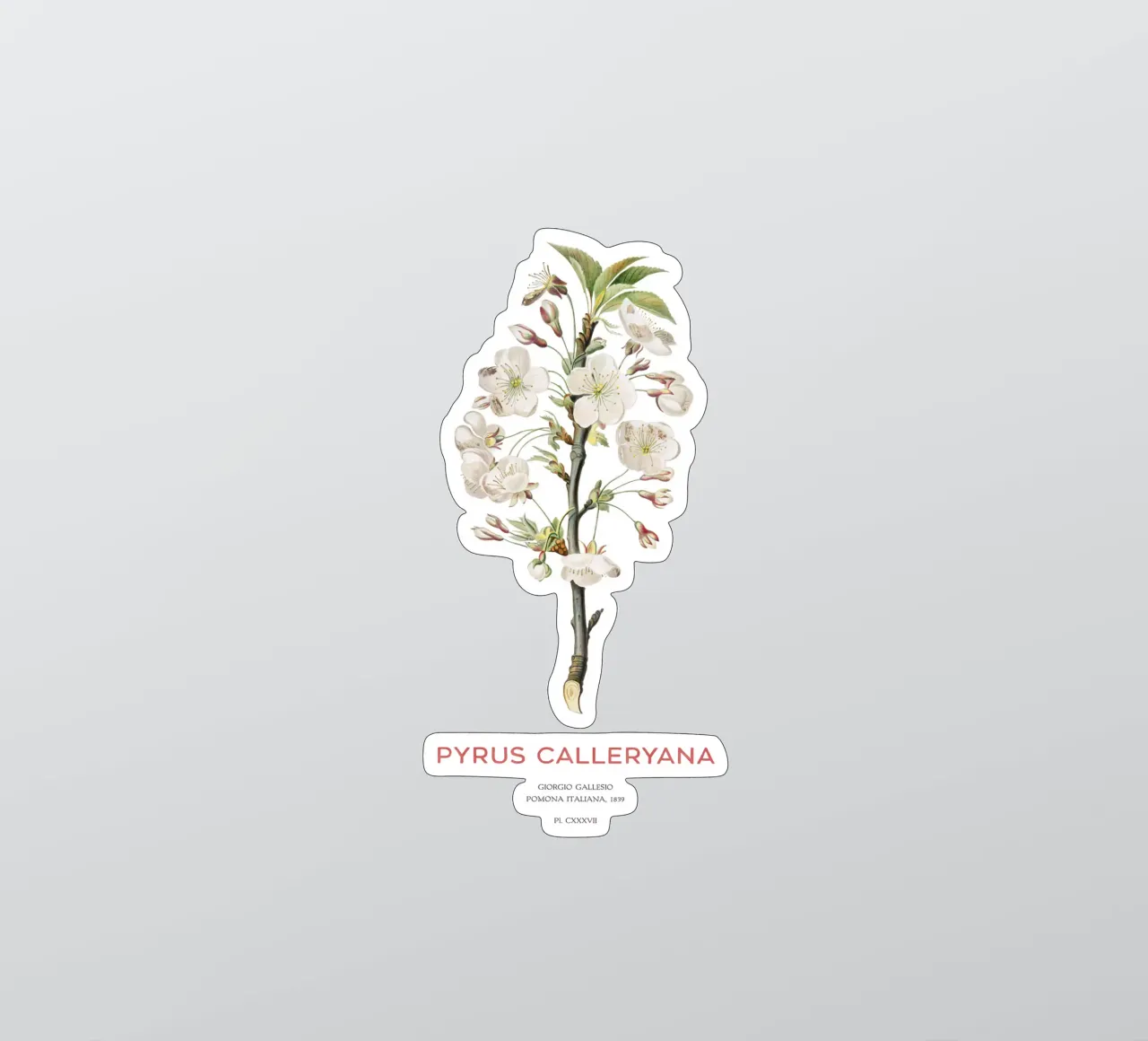 Callery pear or Pyrus calleryana sticker by Vintagrafica