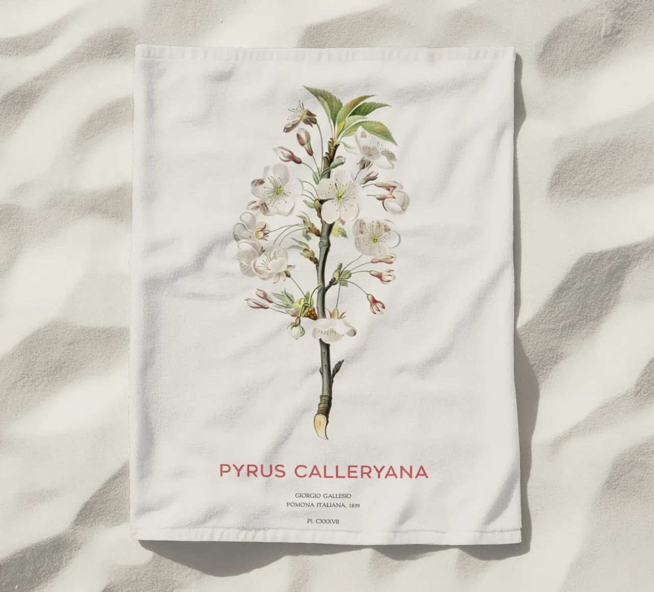 Pero ciliegia o Pyrus calleryana telo mare da Vintagrafica