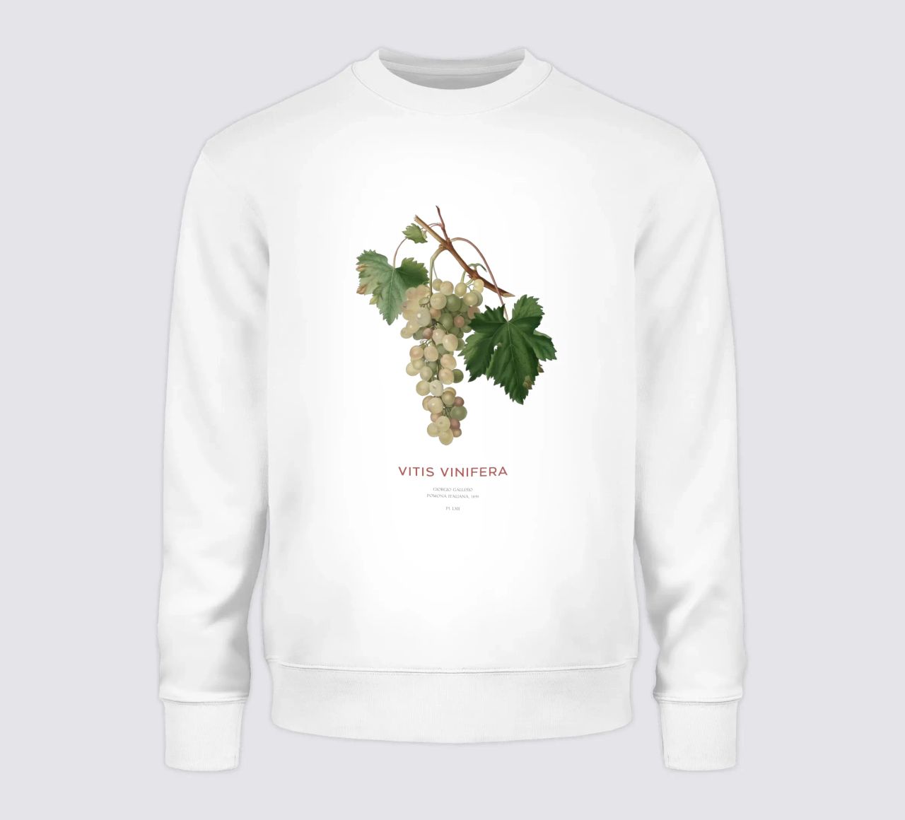 Vite comune o Vitis vinifera felpa da Vintagrafica