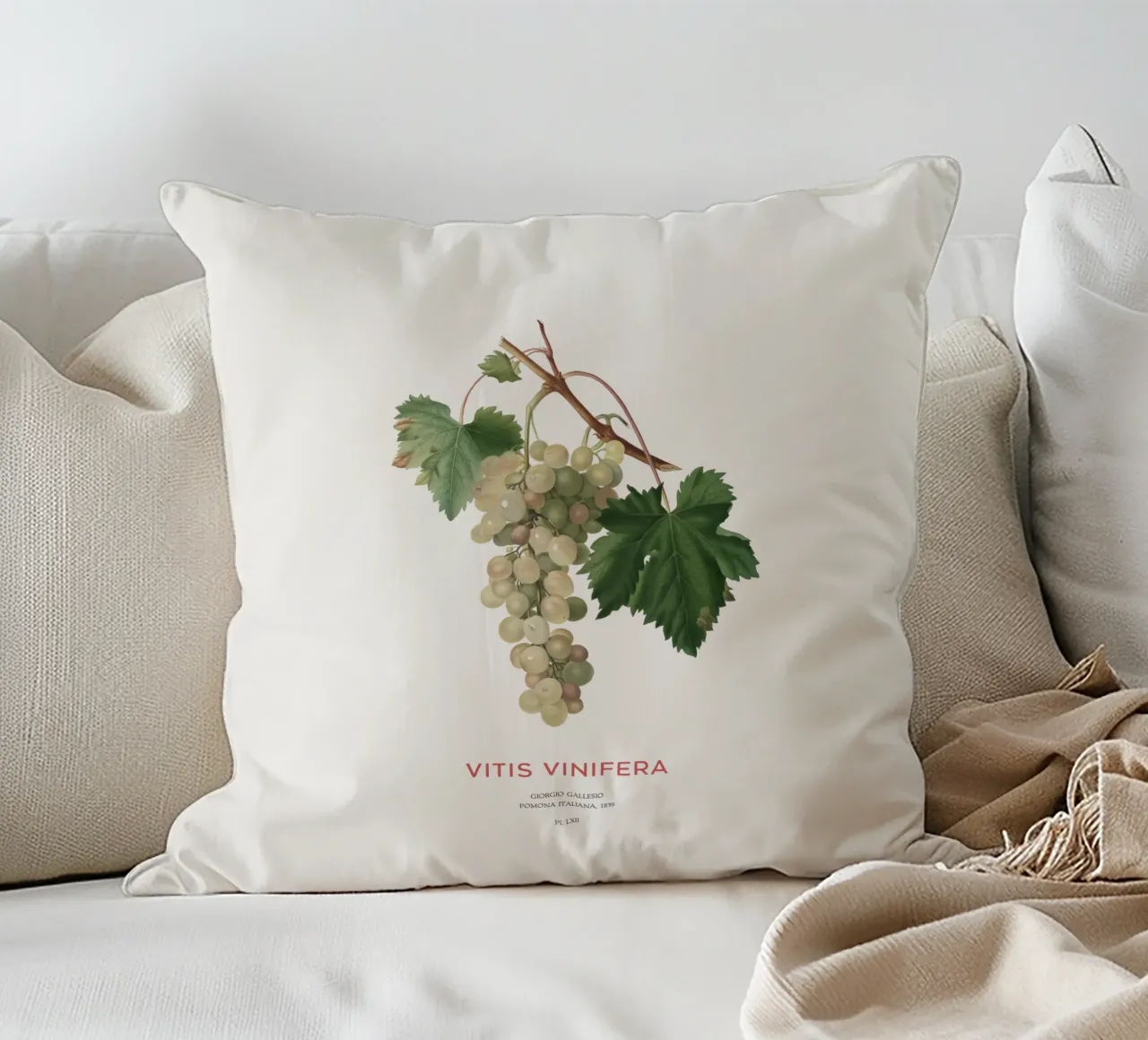 Vite comune o Vitis vinifera cuscino da Vintagrafica