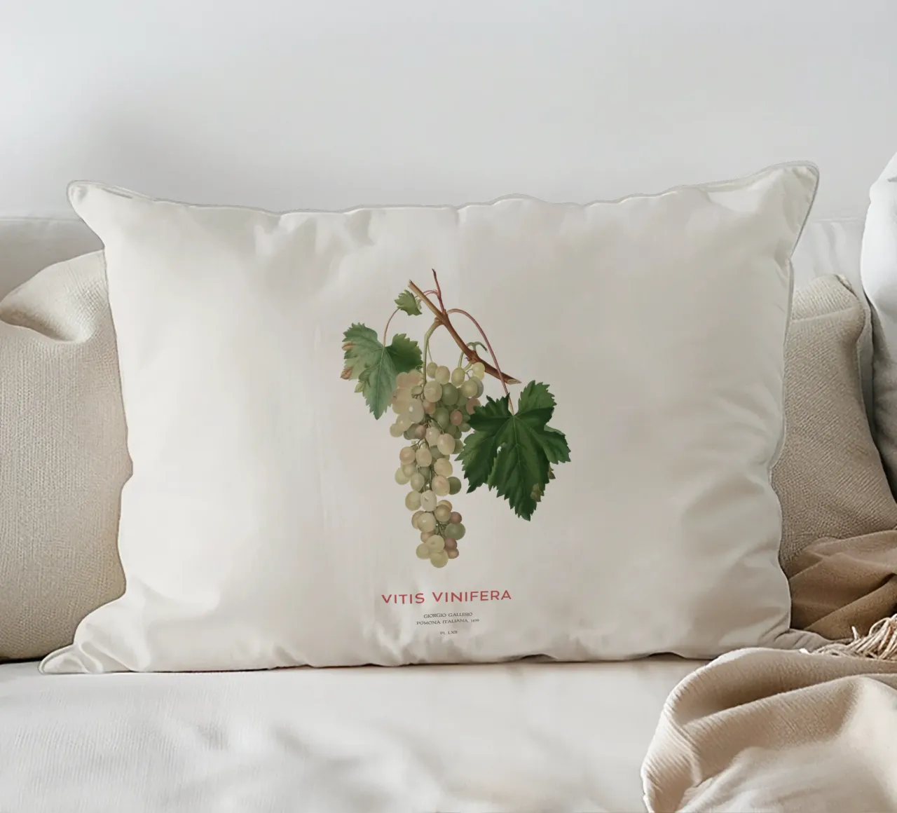 Vite comune o Vitis vinifera cuscino da Vintagrafica