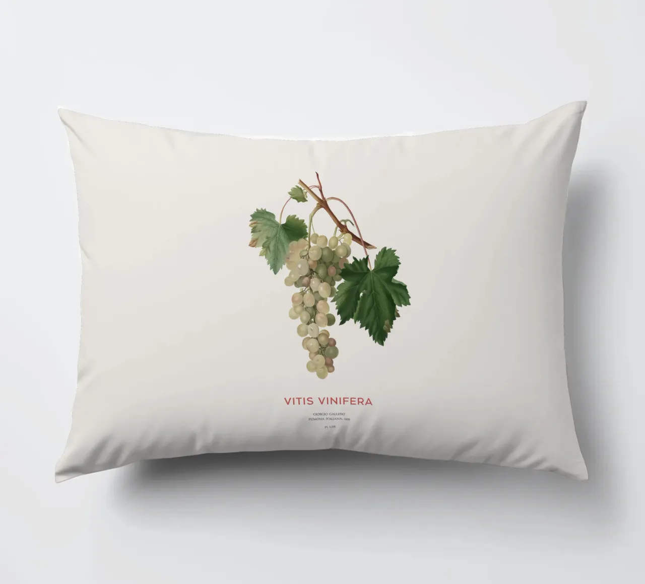 Vite comune o Vitis vinifera cuscino da Vintagrafica