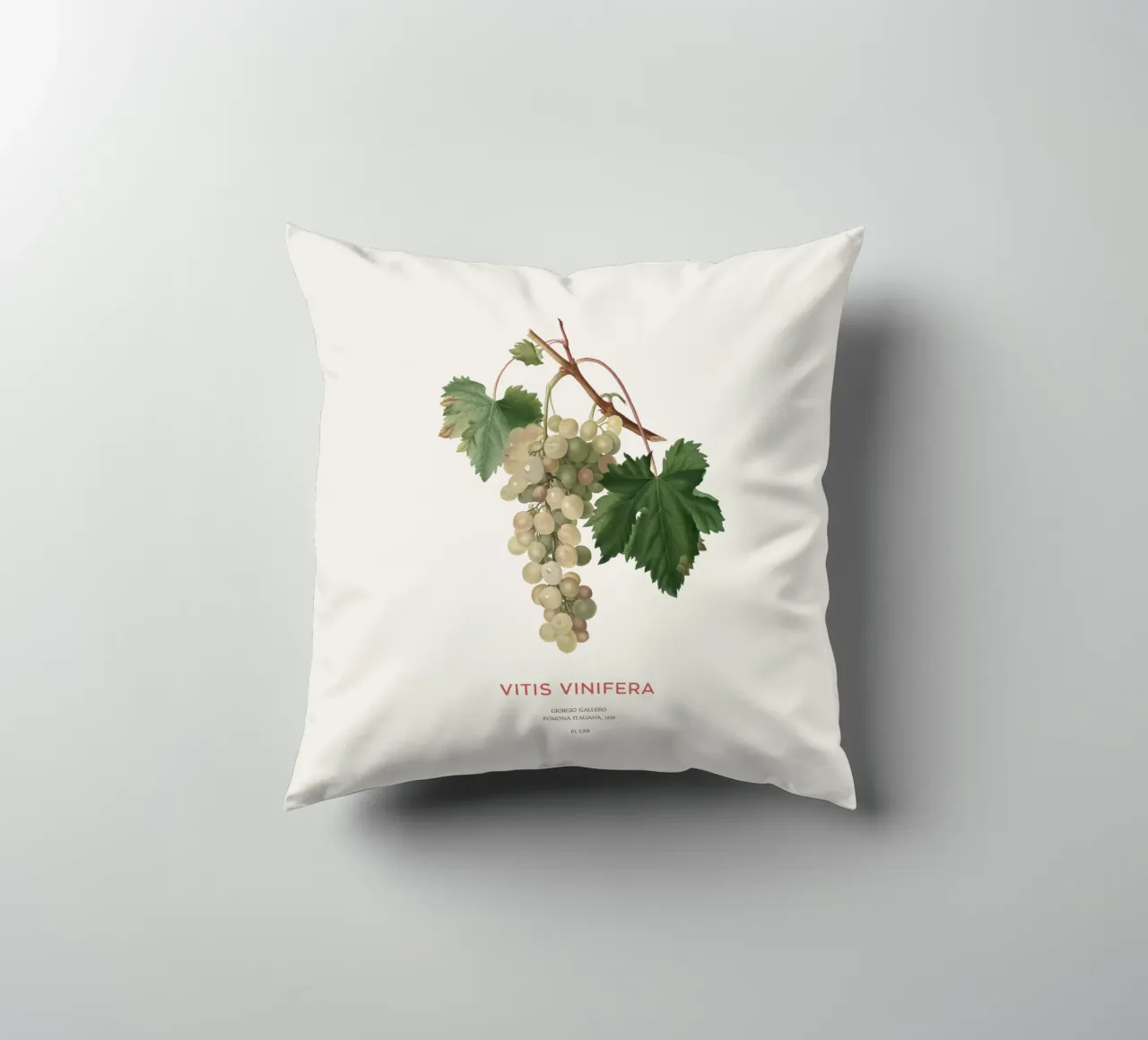 Vite comune o Vitis vinifera cuscino da Vintagrafica