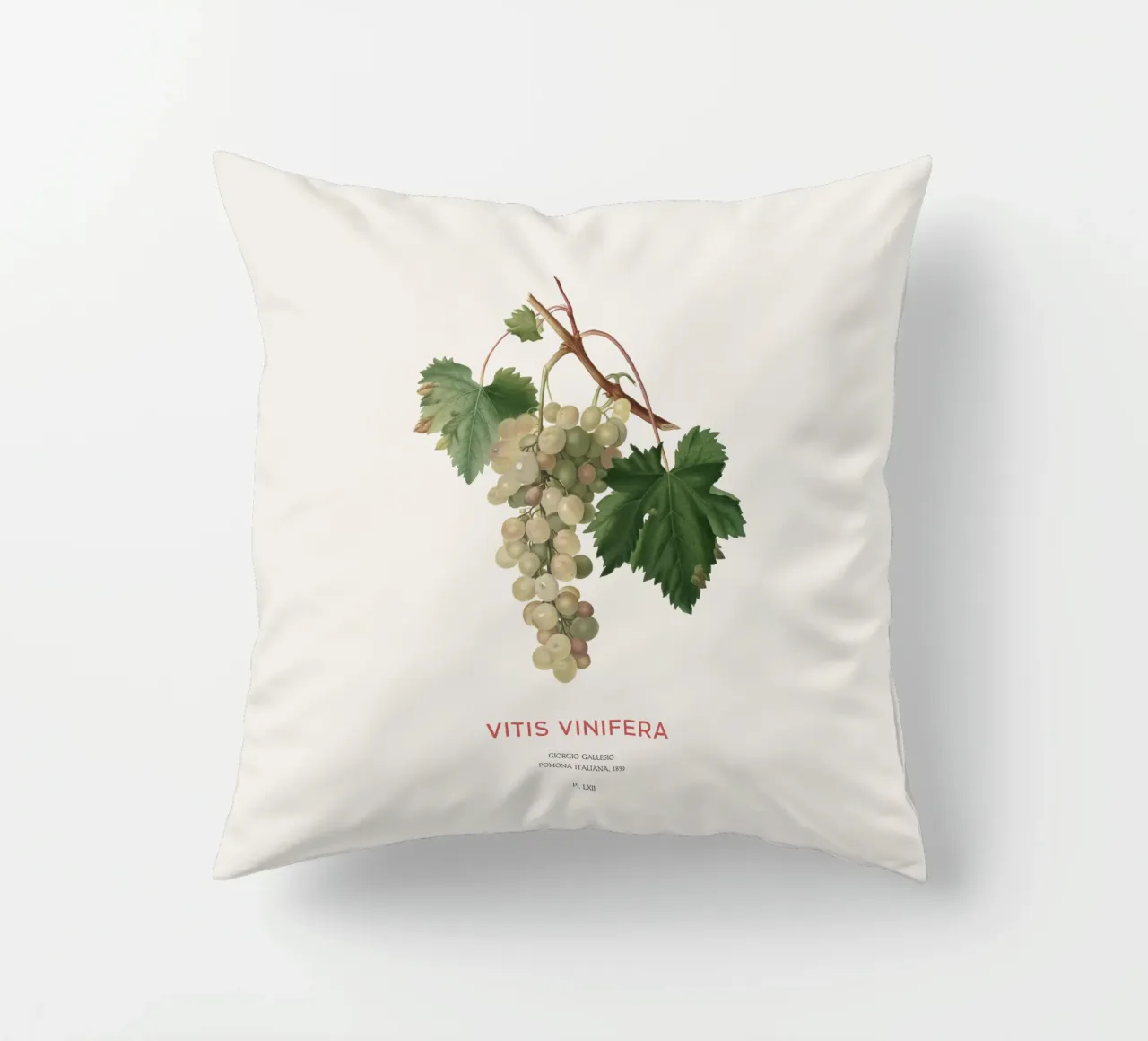 Vite comune o Vitis vinifera cuscino da Vintagrafica