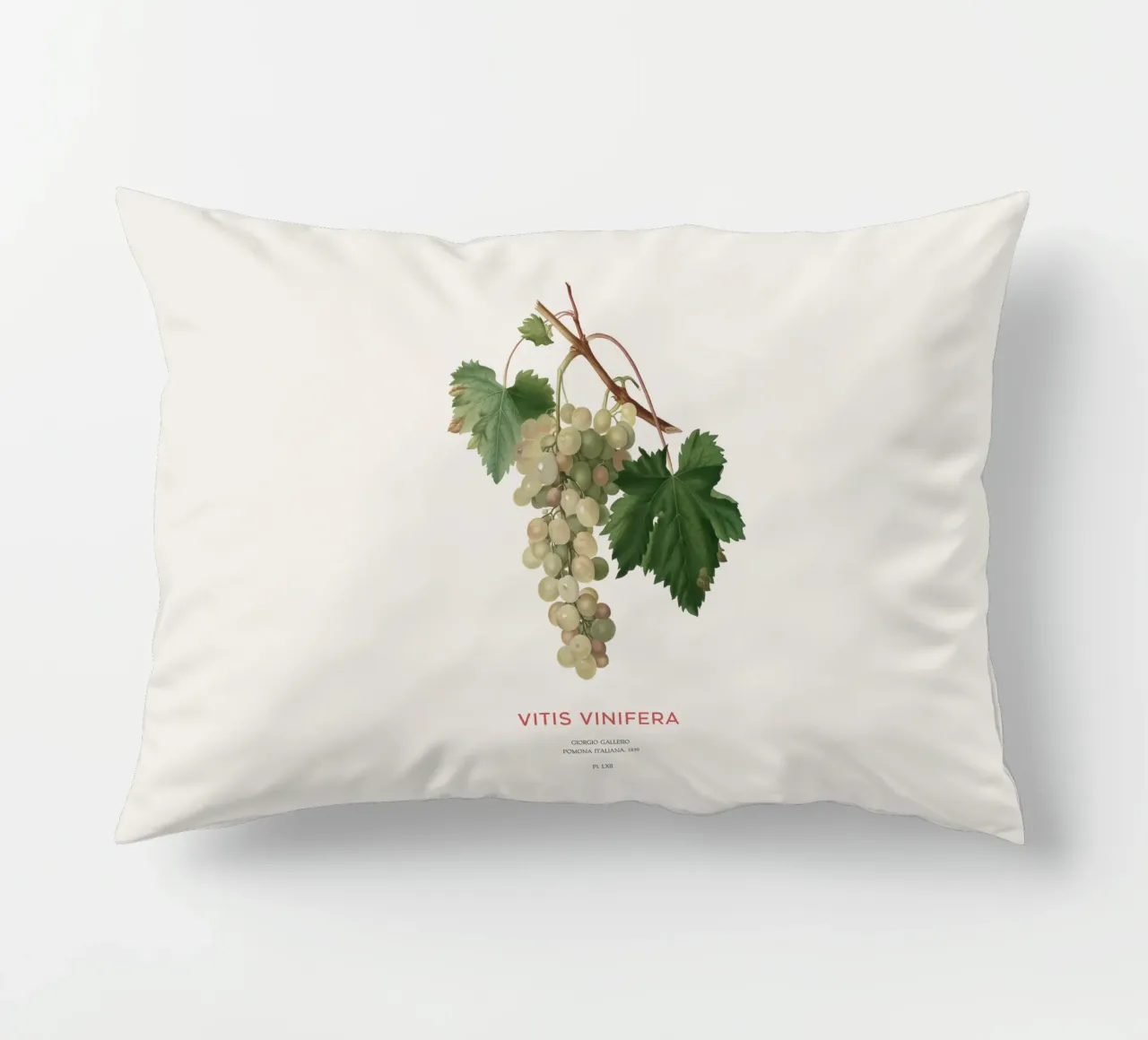 Vite comune o Vitis vinifera cuscino da Vintagrafica