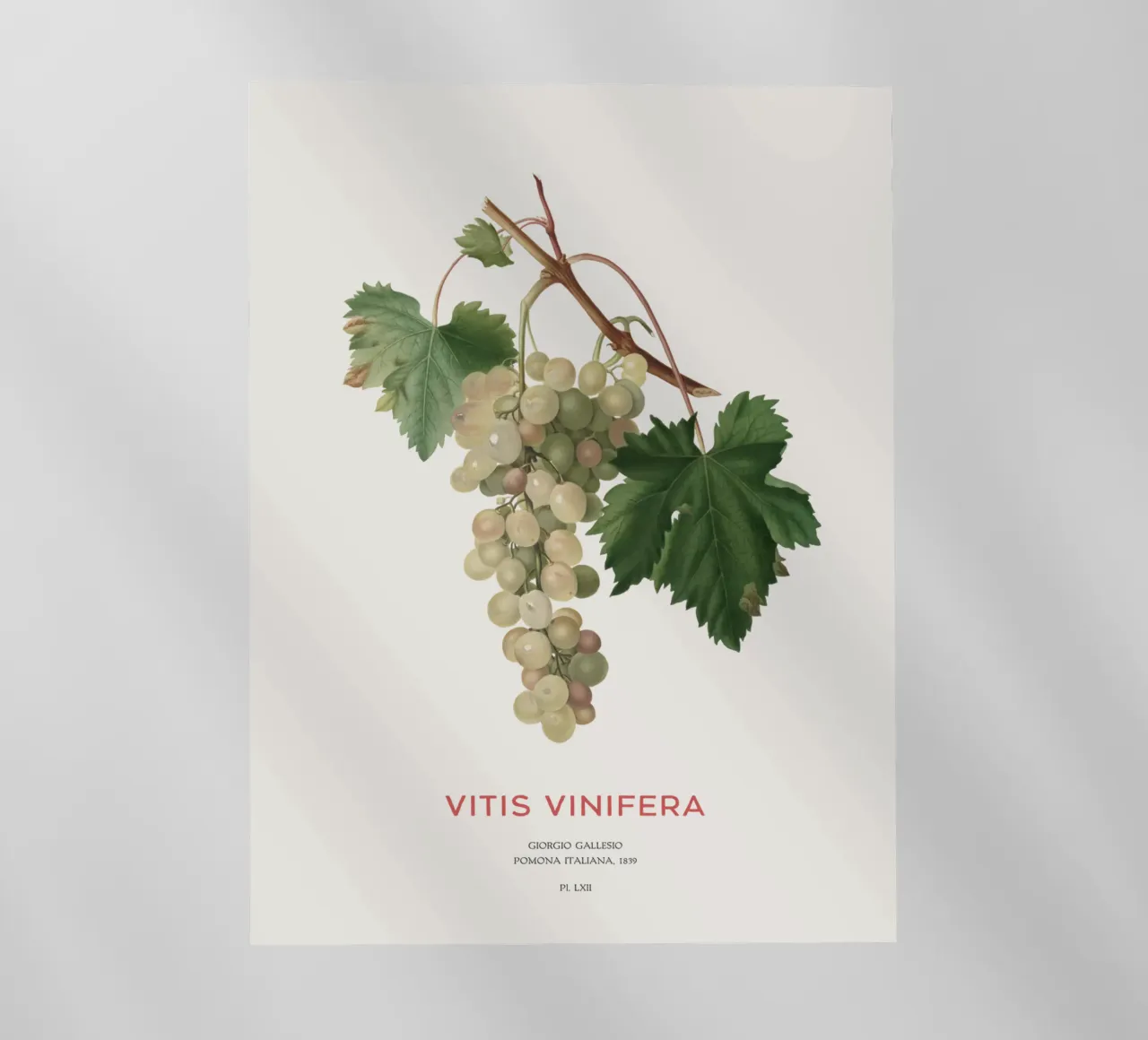 Vite comune o Vitis vinifera pellicola backlit da Vintagrafica