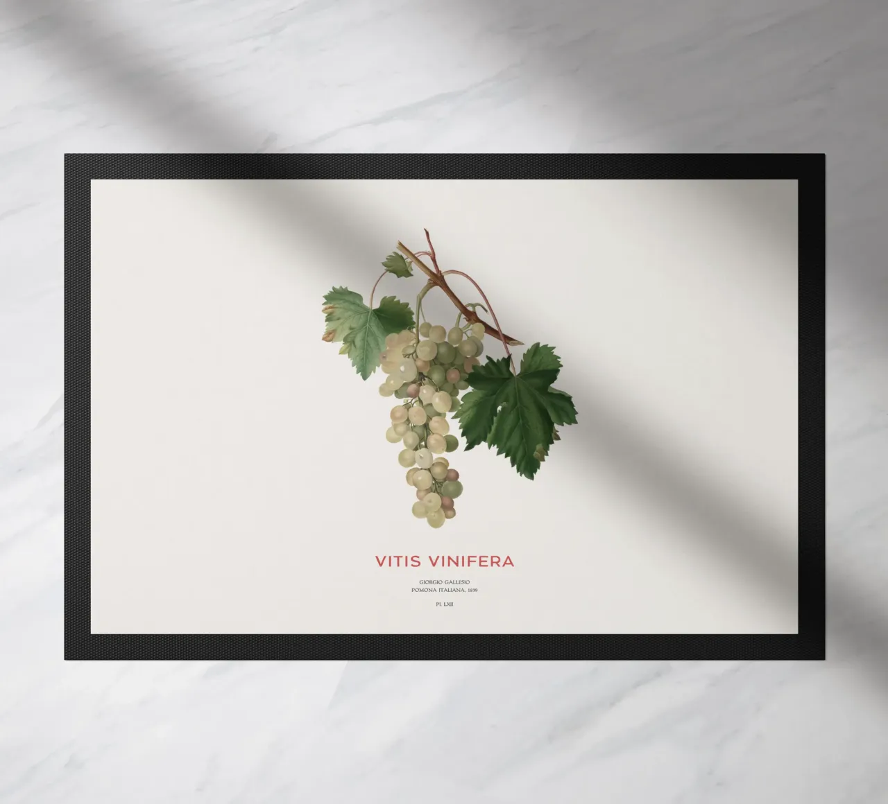 Vite comune o Vitis vinifera zerbino da Vintagrafica
