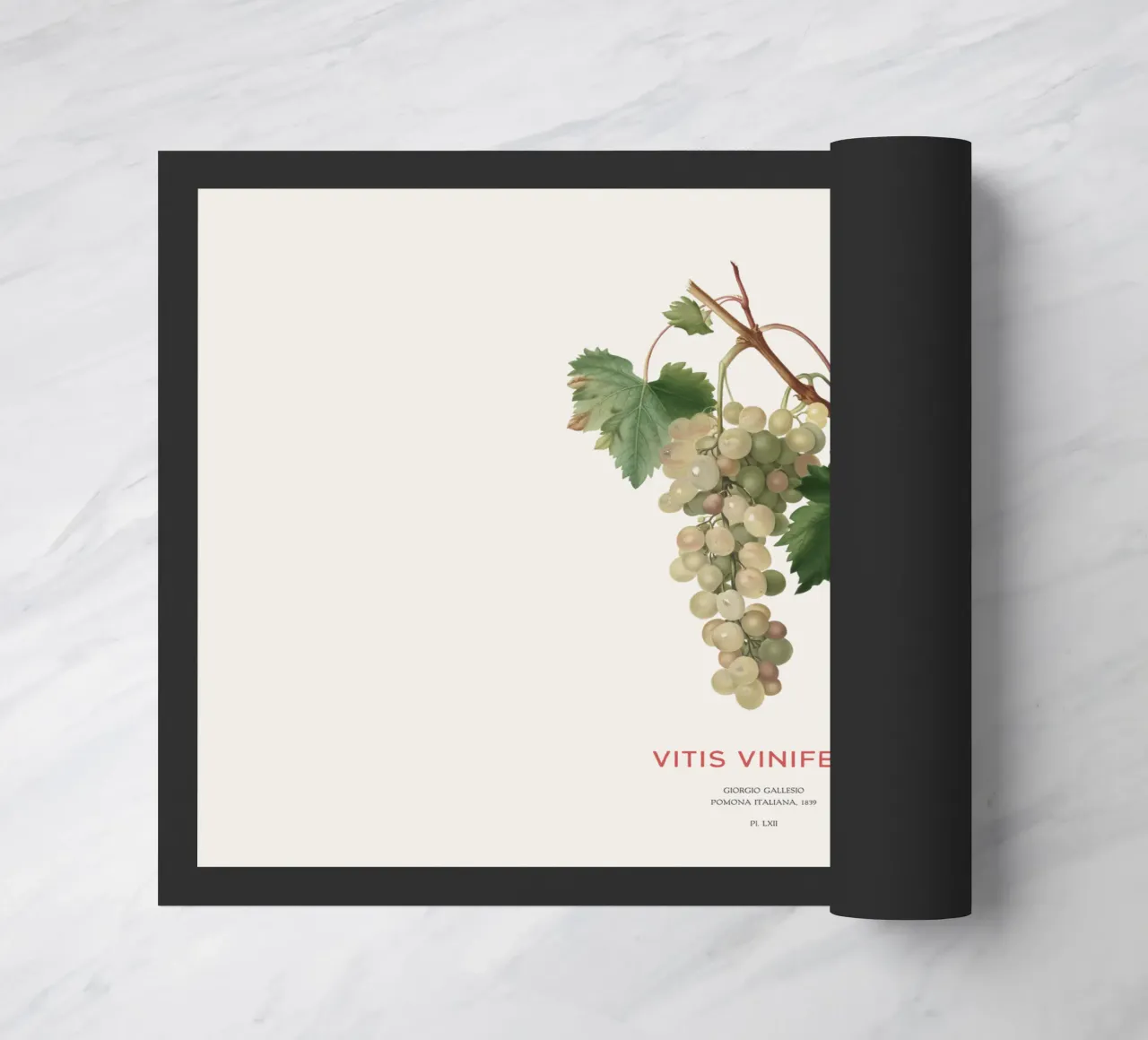 Vite comune o Vitis vinifera zerbino da Vintagrafica