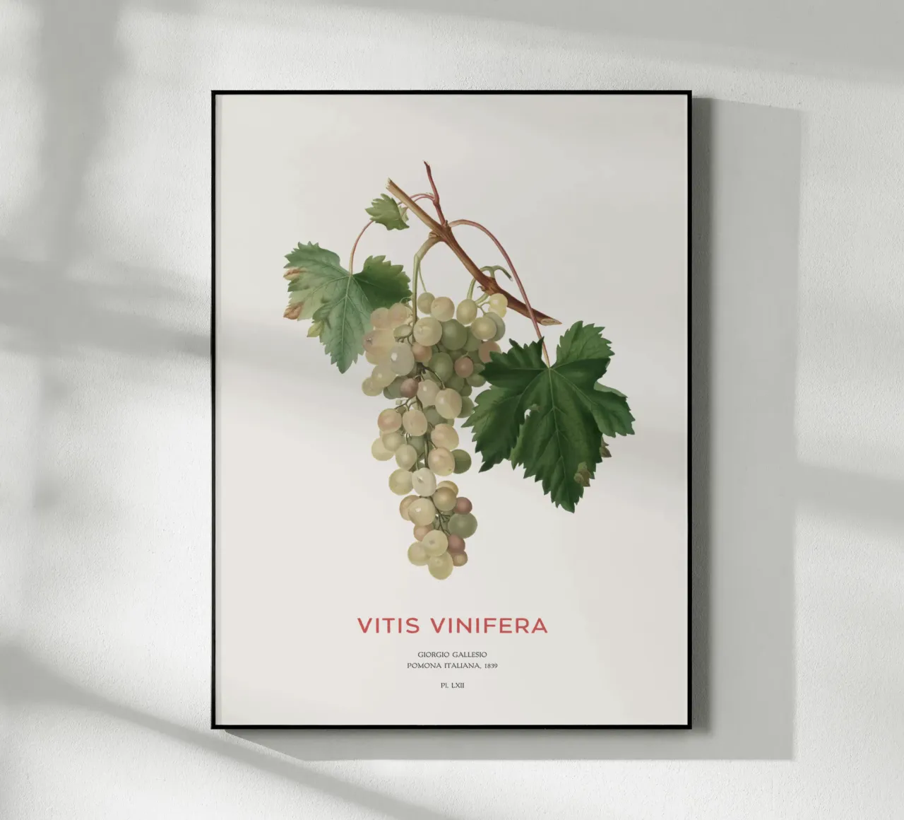 Vite comune o Vitis vinifera plexiglass da Vintagrafica