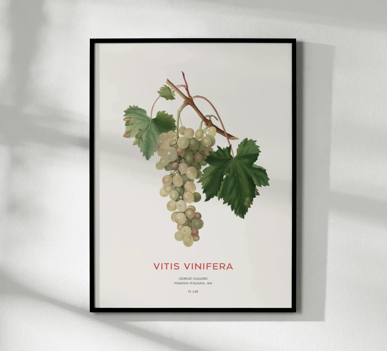 Gewöhnliche Weinrebe oder Vitis vinifera Hahnemühle von Vintagrafica