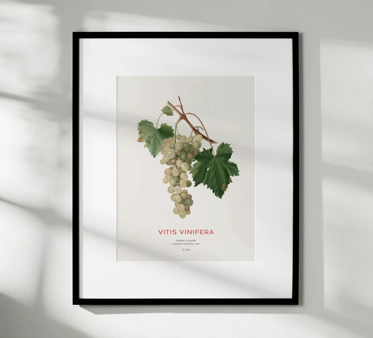 Gewöhnliche Weinrebe oder Vitis vinifera Hahnemühle von Vintagrafica