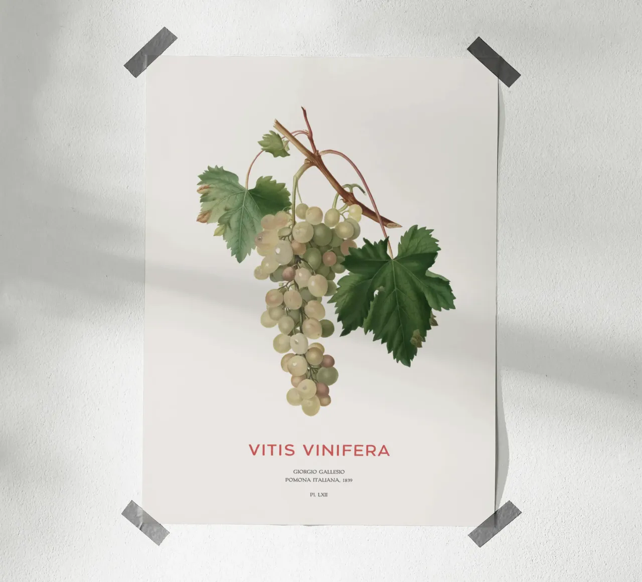 Gewöhnliche Weinrebe oder Vitis vinifera Hahnemühle von Vintagrafica