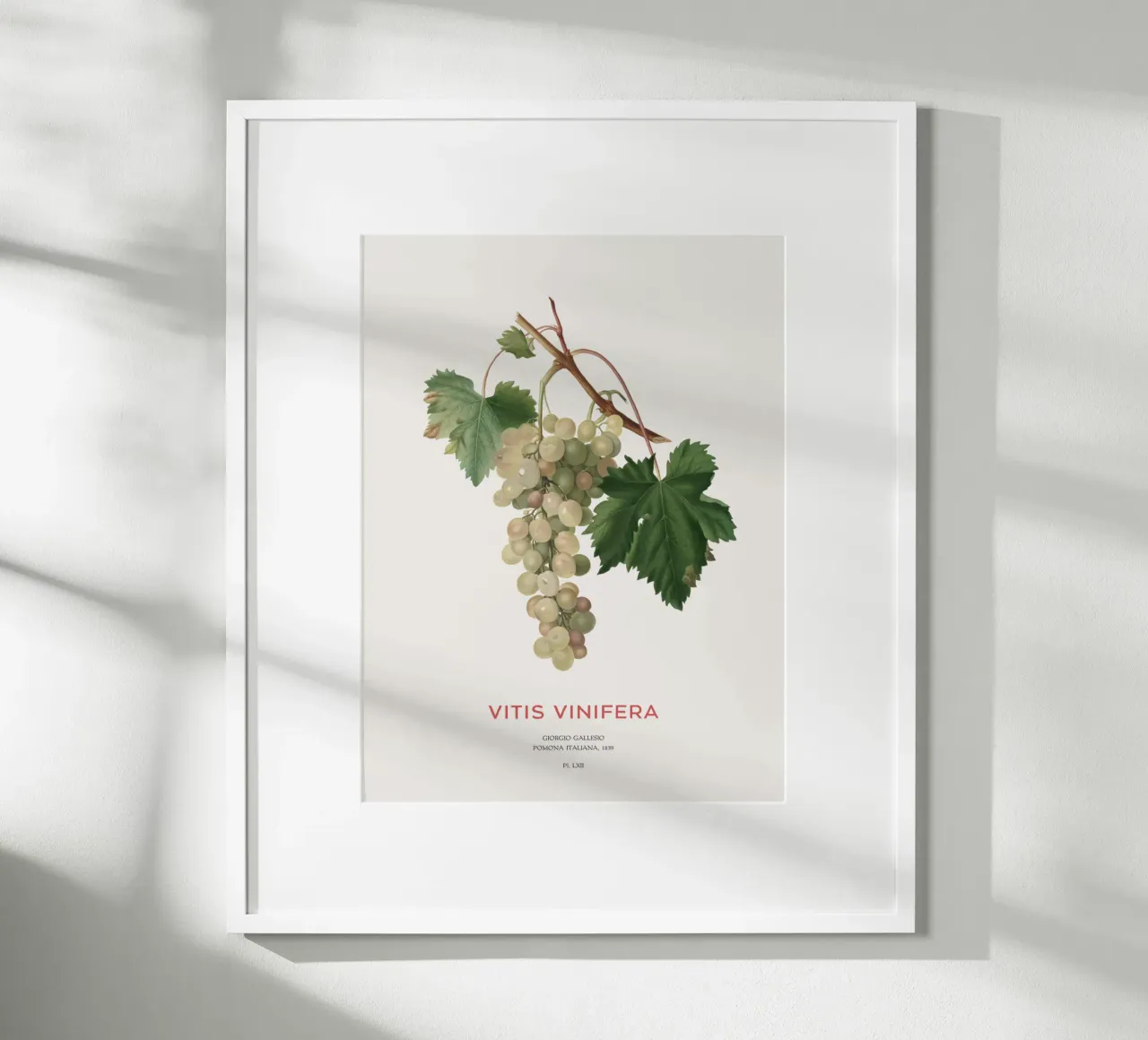 Gewöhnliche Weinrebe oder Vitis vinifera Hahnemühle von Vintagrafica